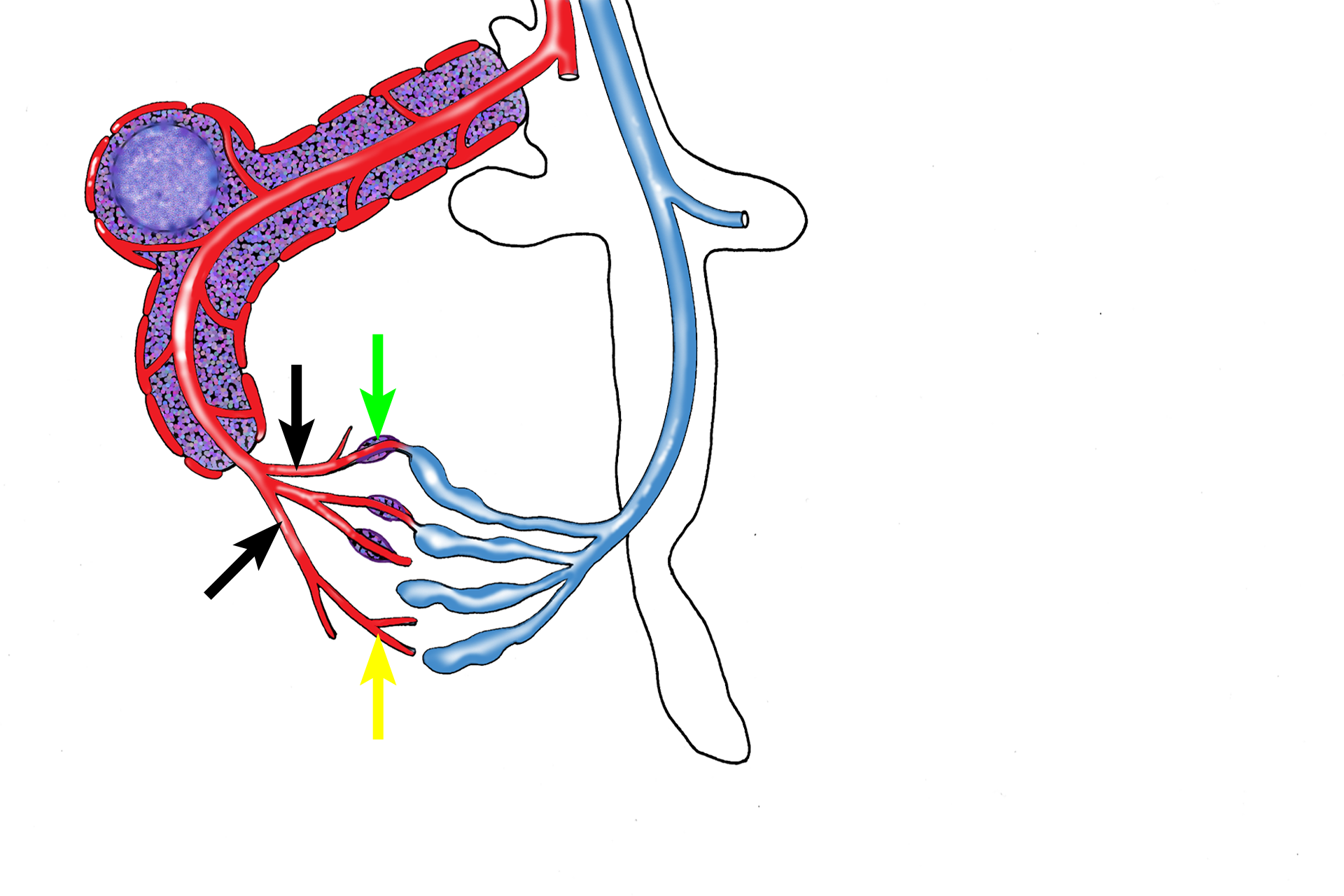 Red pulp vasculature > <p>When the central arteriole leaves the white pulp to enter the red pulp, it divides into a series of smaller arterioles, called penicillar arteries (black arrows), which continue as sheathed (green arrows) and unsheathed (yellow arrows) capillaries.</p>

