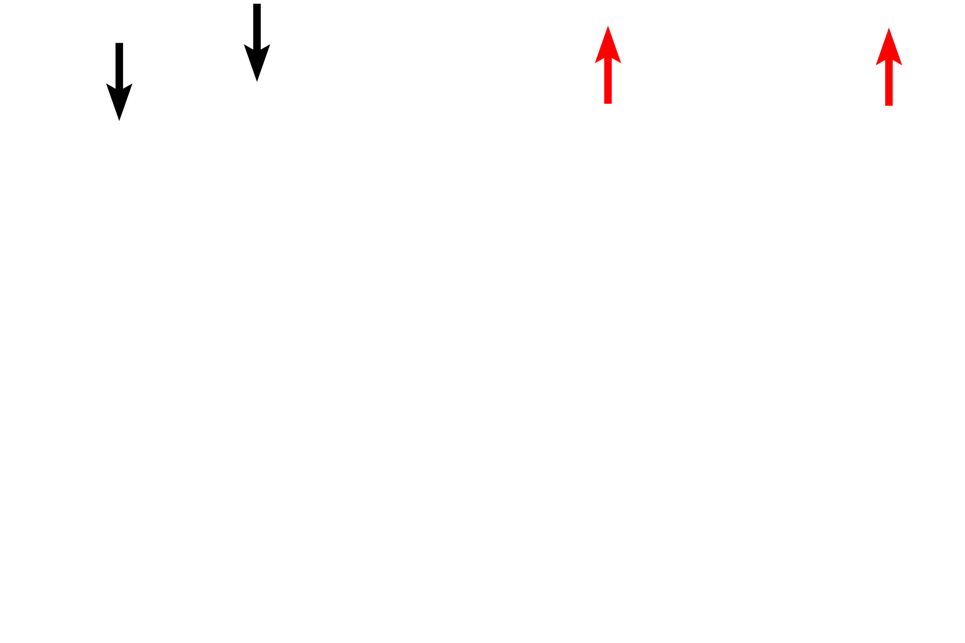 Capsule <p>The cortex is composed primarily of closely packed, immature T lymphocytes (thymocytes), supported by a framework of epithelial reticular cells.  A few macrophages are also present.  A thin connective tissue capsule surrounds the thymus; blood vessels enter the thymus through the capsule and its septa.  400x</p>
