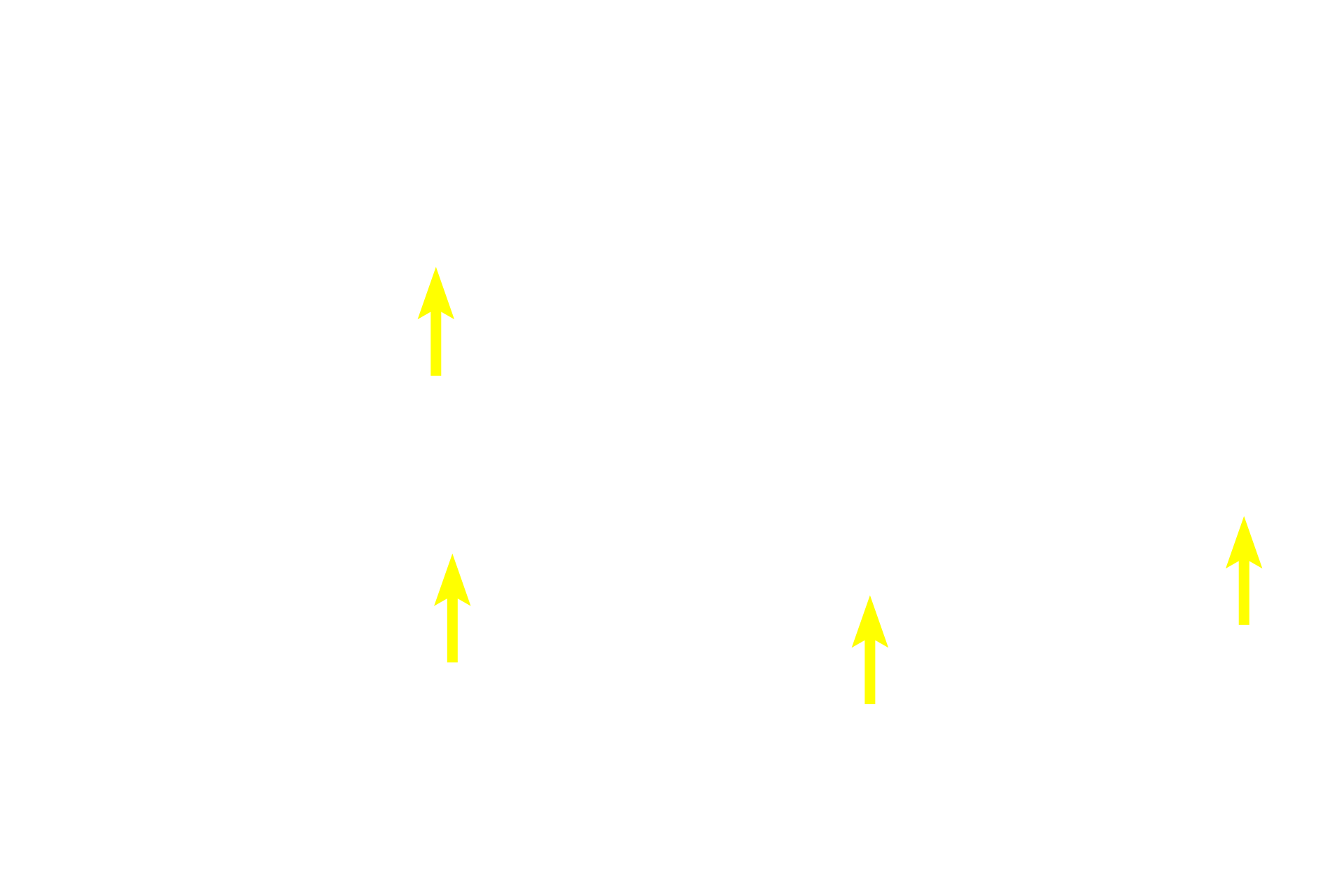 Epithelial reticular cells > <p>The stroma of the thymus is formed only by epithelial reticular cells; no fibers are present in this stroma.  Thymic reticular cells are derived from embryonic epithelium of the pharynx rather than embryonic connective tissue, as are most reticular cells.  Consequently, stromal cells of the thymus are called epithelial reticular cells rather than simply reticular cells.</p>
