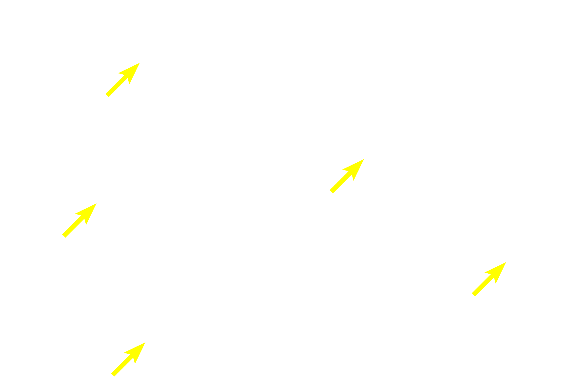 Epithelial reticular cells > <p>The stromal meshwork supporting the thymus is formed by cells of epithelial, rather than connective tissue origin and, therefore, are called epithelial reticular cells.  The nuclei of these cells are large, spherical and euchromatic.  No extracellular fibers are present.</p>
