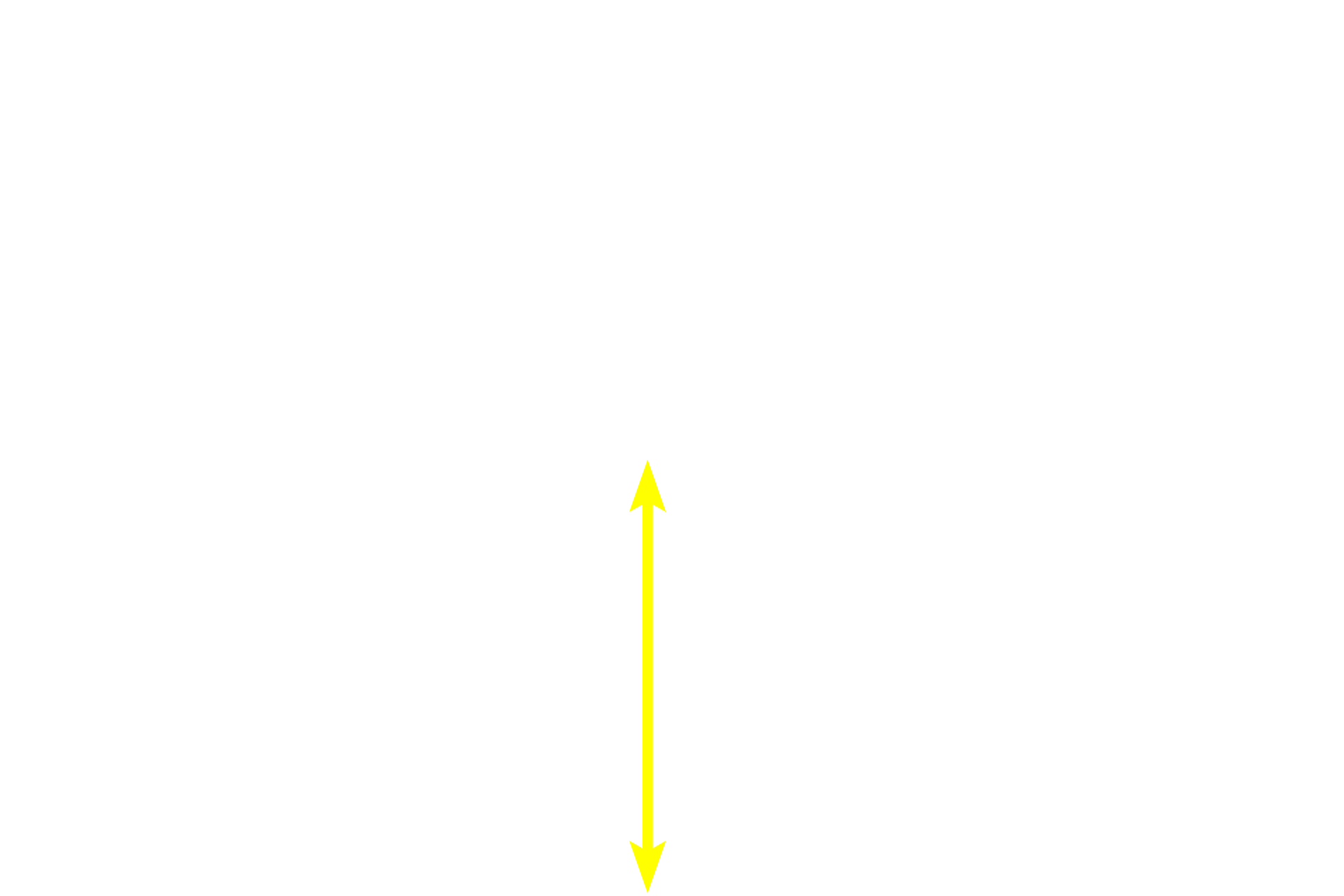 Lamina propria <p>The palpebral conjunctiva is reflected at the fornix of the eye onto the sclera of the globe as bulbar conjunctiva.  A fold of conjunctiva near the fornix (seen here) shows its stratified columnar epithelium with goblet cells resting on a lamina propria.  Mucus from the goblet cells in the conjunctival epithelium contributes to the tear film.  400x</p>
