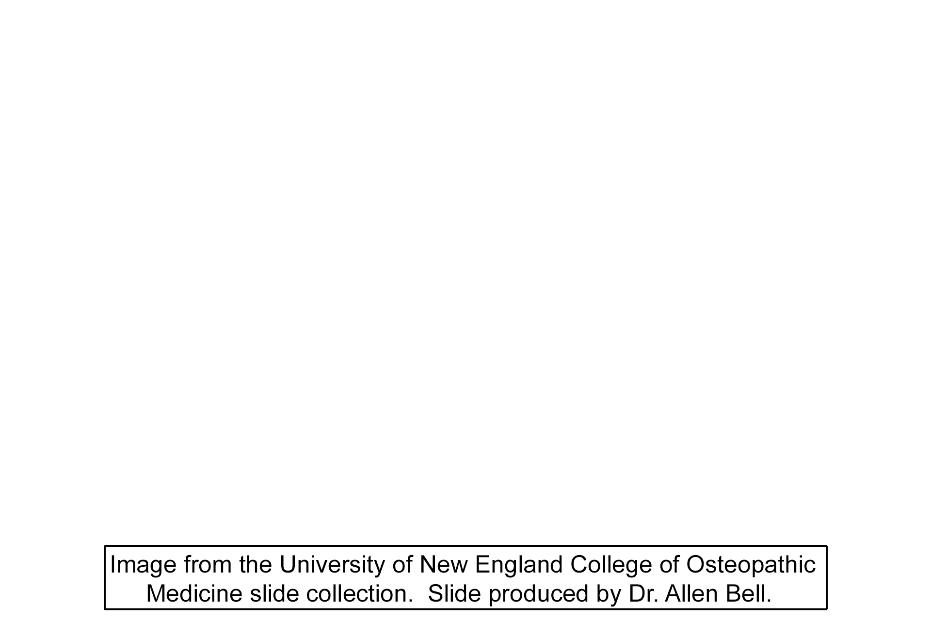 Image credit > <p>Image taken of a slide from the University of New England College of Osteopathic Medicine collection.  The slide was produced by Dr. Allen Bell.</p>
