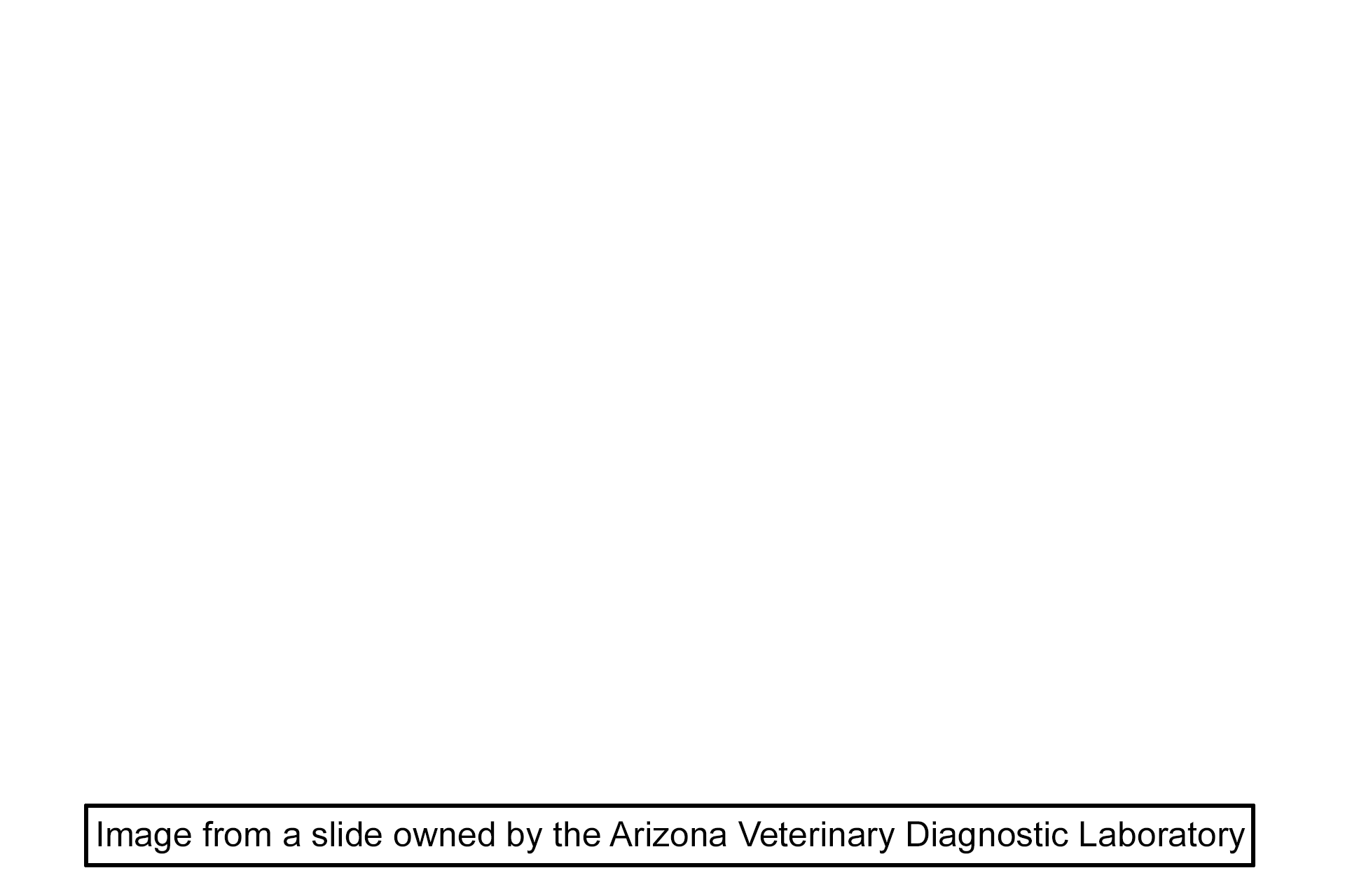 Image source > <p>Image taken of a slide owned by the Arizona Veterinary Diagnostic Laboratory.</p>
