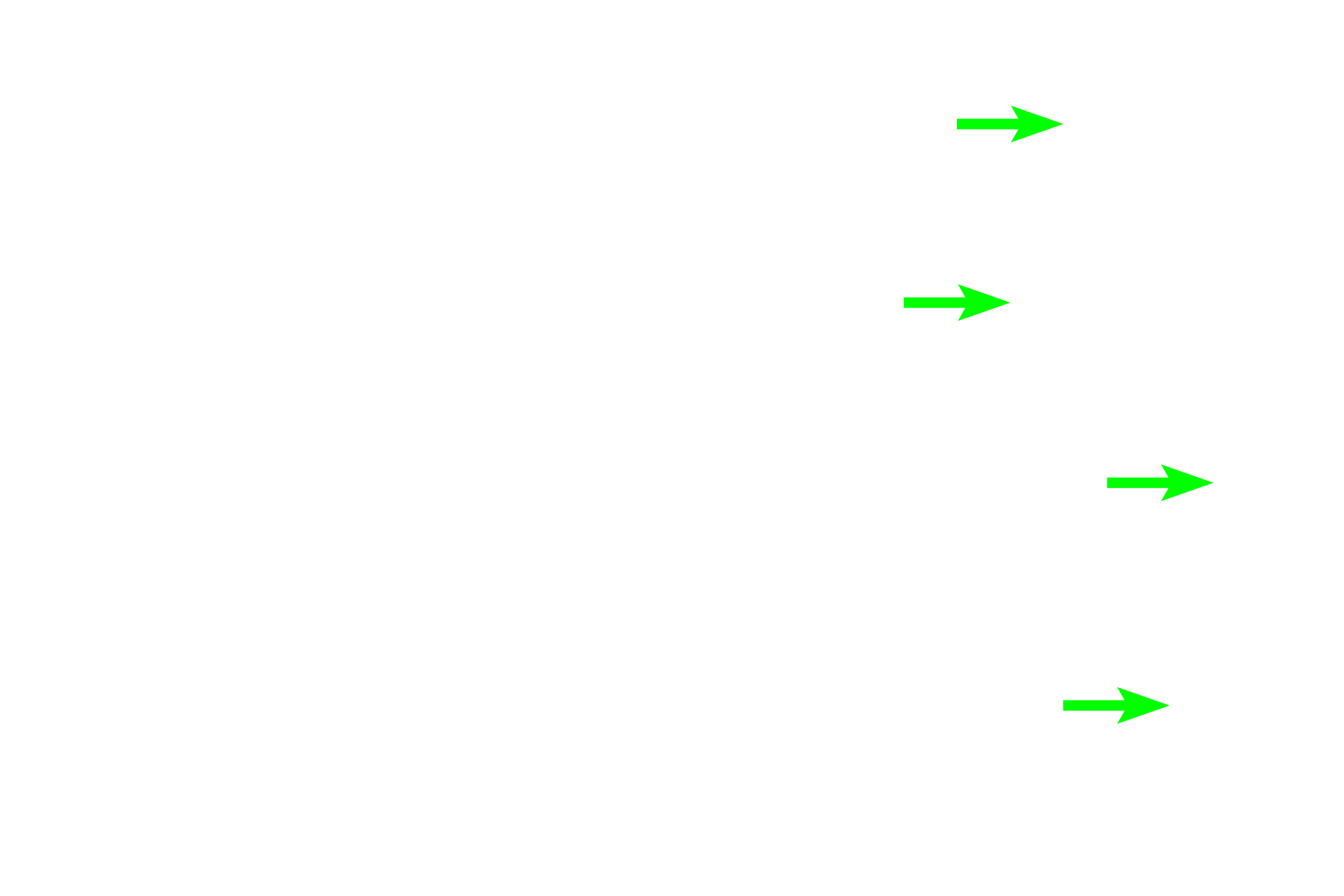 Collecting duct > <p>Collecting ducts are identified by a tall, eosinophilic, simple columnar epithelium.  Lateral cell boundaries are distinct in a collecting duct, and a brush border is absent.</p>
