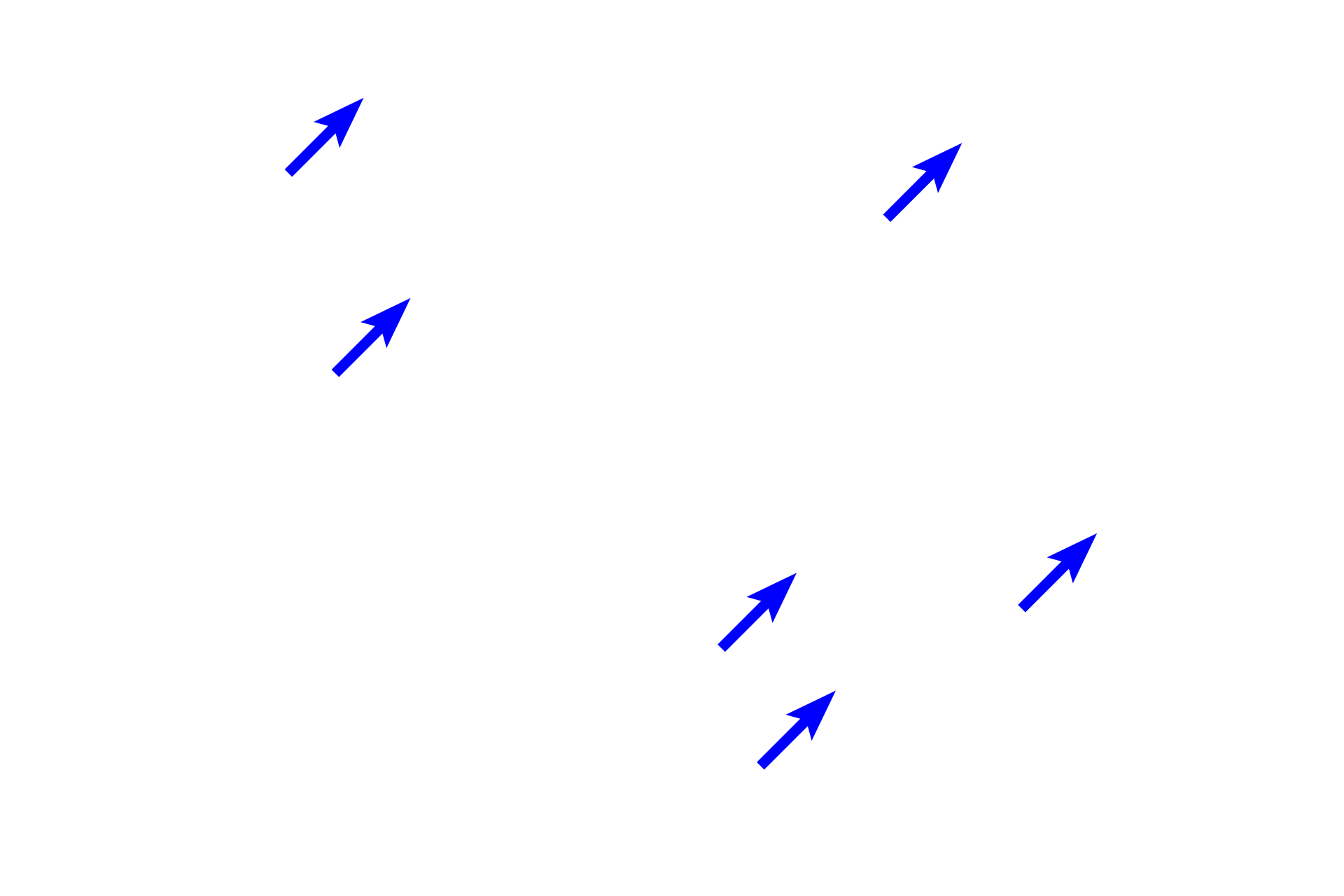  - Intercalated cells <p>Principle cells are the major target for the hormone aldosterone, which regulates the tonicity of urine. These pale-staining principle cells also line connecting ducts and other portions of collecting ducts. Intercalated cells play an important role in acid-balance balance.</p>
