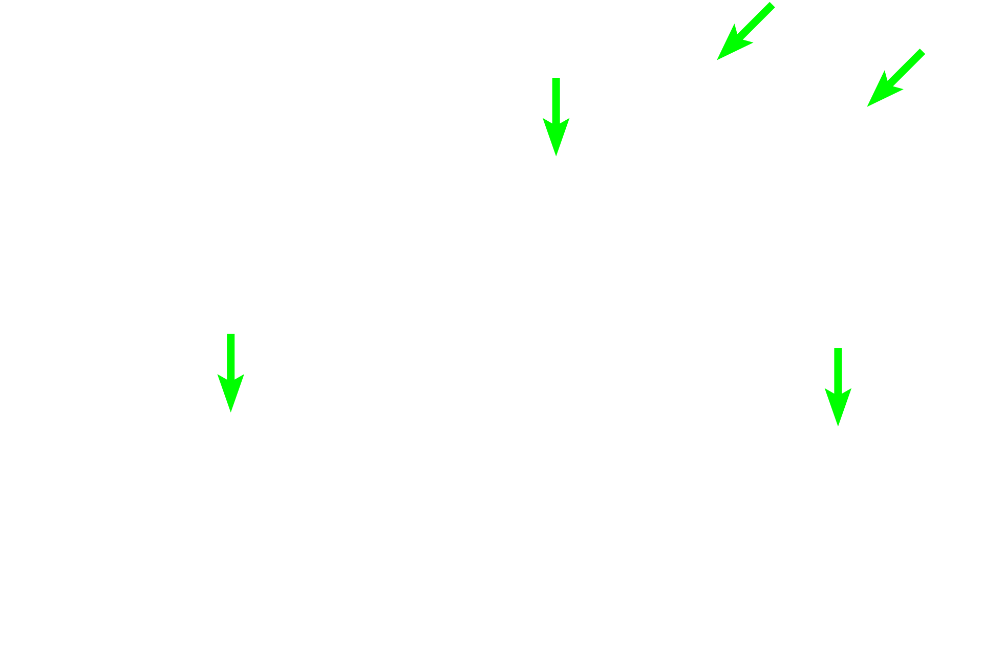 Distal tubules > <p>Distal tubules are lined by a simple cuboidal epithelium that is shorter than that in proximal tubules.  The epithelium also lacks a brush border, and the nuclei often appear irregularly spaced around the lumen.  Each lumen of a distal tubule is wider than that of a proximal tubule, even though its overall diameter is less.</p>
