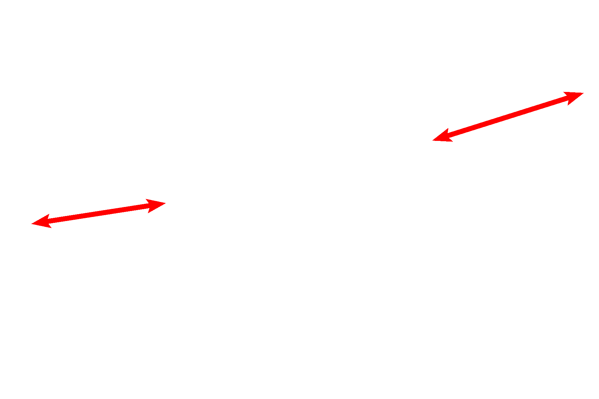 Normal cartilage <p>Endochondral ossification begins with formation of a hyaline cartilage model of the bone. In this developing long bone, chondrocytes at the center of the model, at the future primary center of ossification, begin regressive changes. These changes result in the formation of calcified spicules of cartilage on which bone is later deposited. 10x</p>
