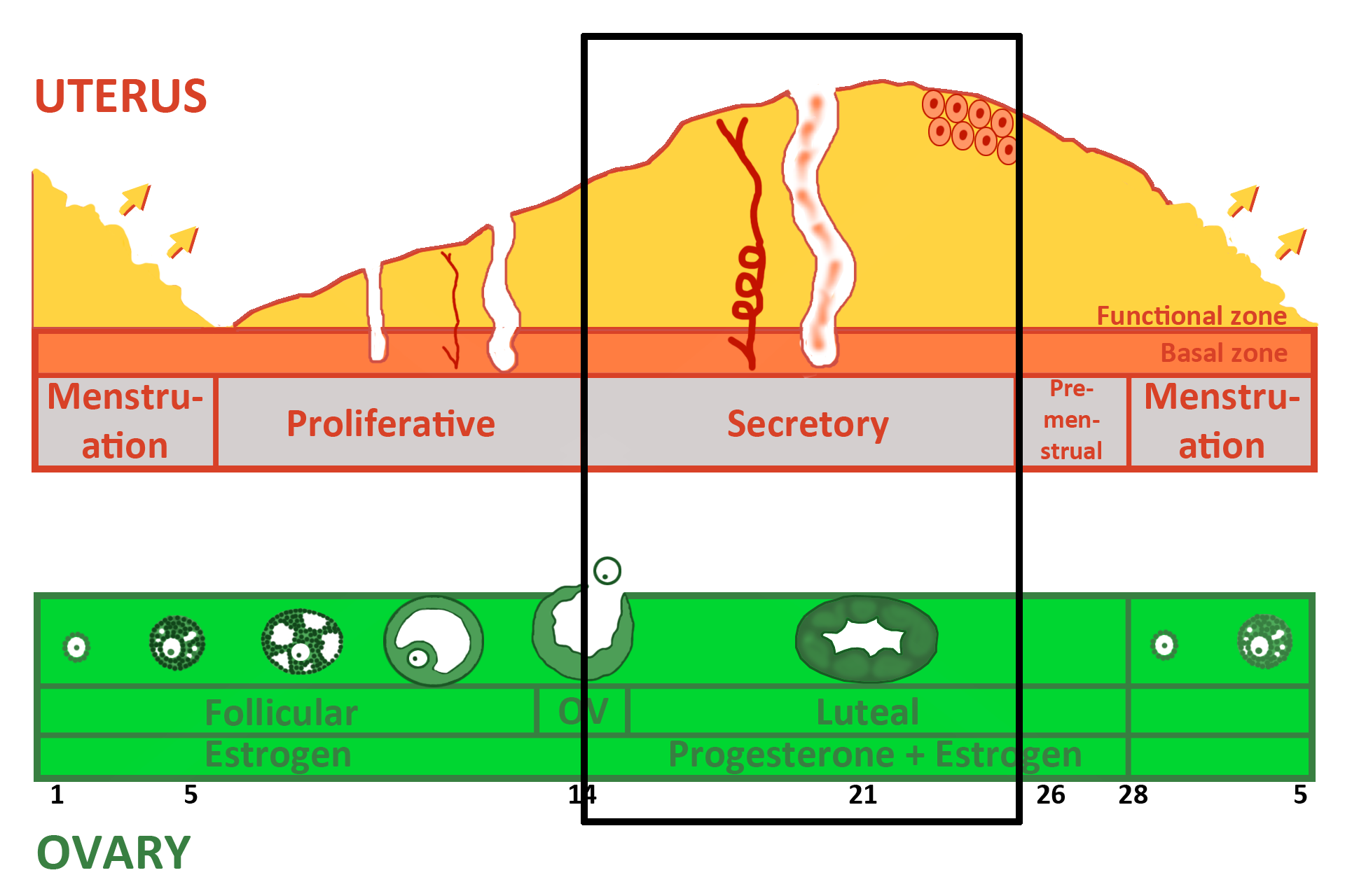 Graphic: Secretory phase > <p>Uterus: secretory phase (days 14-26) — The corpus luteum is active for 12 days, until day 26.  During this time progesterone and estrogen cause:  the functional zone to reach maximal thickness; spiral arteries to highly coil, making them visible; glands to widen, sacculate and secrete; and cells to appear (Day 24) that could form the maternal placenta.  The ovary is in the luteal phase at this time.</p>
