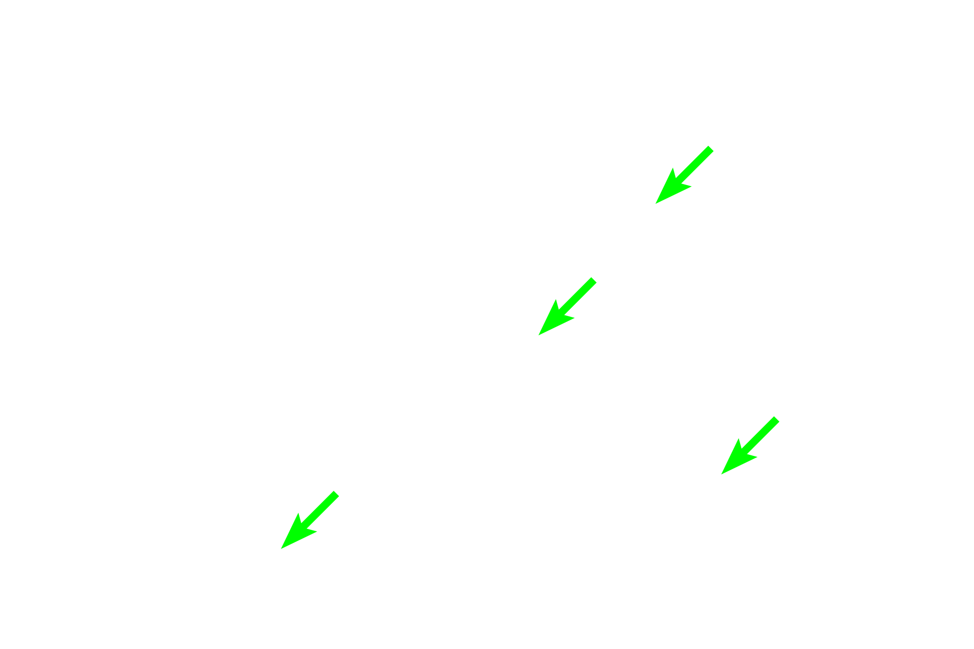 Lamina propria > <p>The lamina propria of a mucosa is loose connective tissue.  Because the ground substance of loose connective tissue is a watery gel, this layer provides good cushioning for its covering epithelium, padding for any glands present, diffusion of nutrients and migration of cells.</p>
