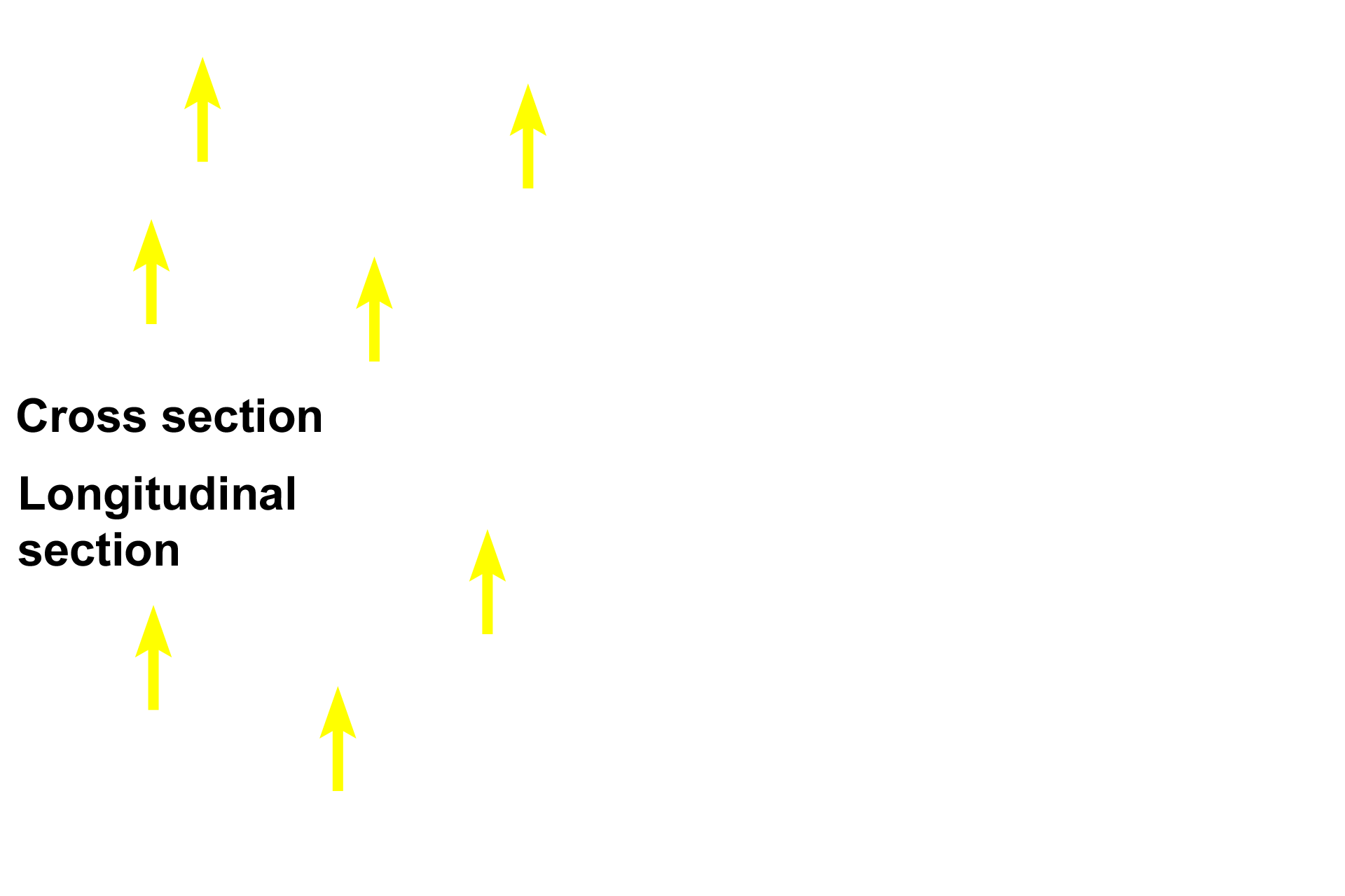 - Nuclei <p>Muscle tissue is composed of abundant cells and minimal extracellular matrix. Muscle cells are elongate in shape and are specialized to shorten due to the presence of abundant contractile filaments containing actin and myosin. Muscle cells are usually clustered into bundles with a similar orientation of cells, so that they produce coordinated movement.</p>