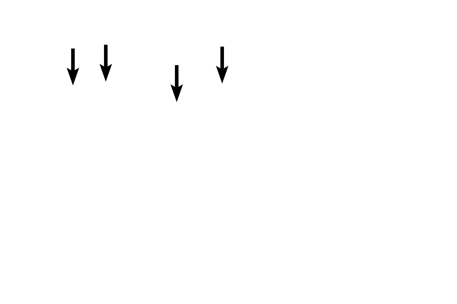 Cuboidal cells  <p>In this kidney section, tubular structures are composed of cells with a wide range of shapes from squamous to cuboidal.   Cuboidal cells are shaped like a cube with roughly equal height and width.  Nuclei of cuboidal cells are usually spherical.  Cuboidal cells often form tubes or tubules, a number of which are seen in this image.  1000x</p>
