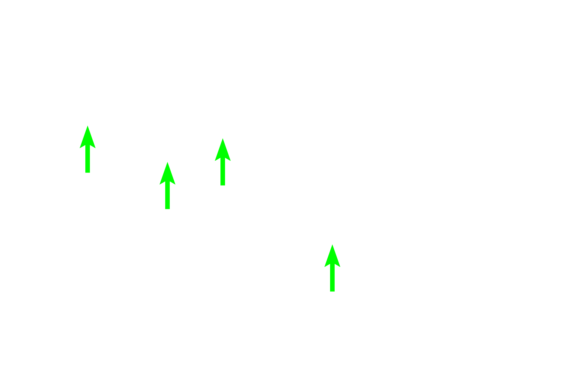  - Nuclei > <p>Each cuboidal cell has a spherical nucleus, reflecting the box-like shape of the cell.</p>
