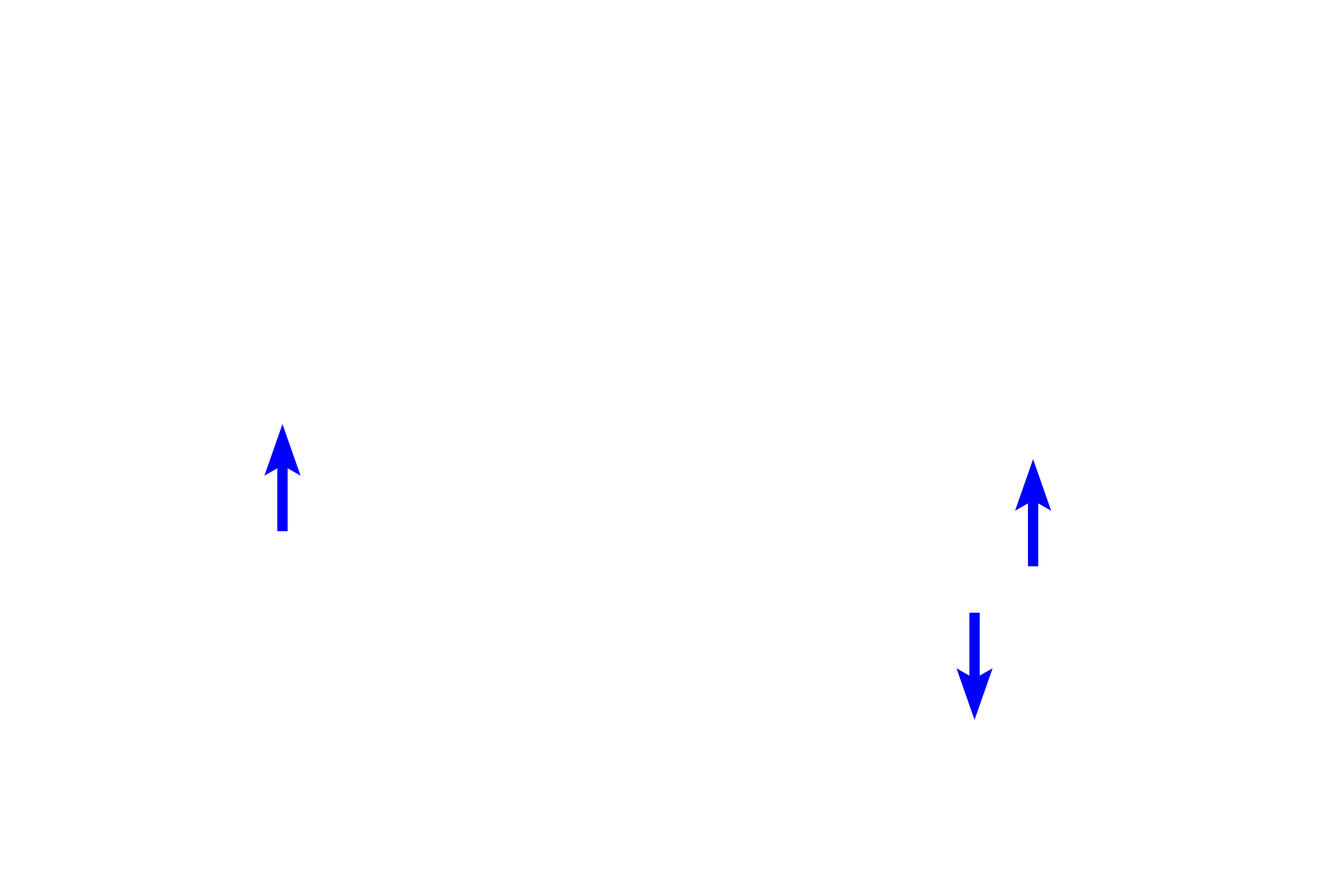 Low cuboidal cells > <p>Note the intermediate shapes of the nuclei in the low cuboidal cells lining these tubules.</p>
