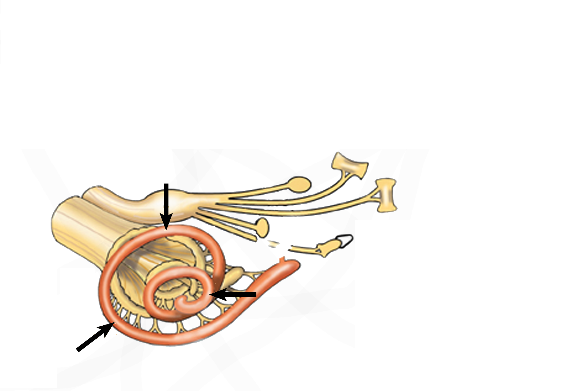 Organ of Corti > <p>The organ of Corti, the receptor for sound, is located in the cochlear duct (arrows) of the membranous labyrinth.  The cochlear duct is suspended in the middle of the tubular osseous cochlea.</p>
