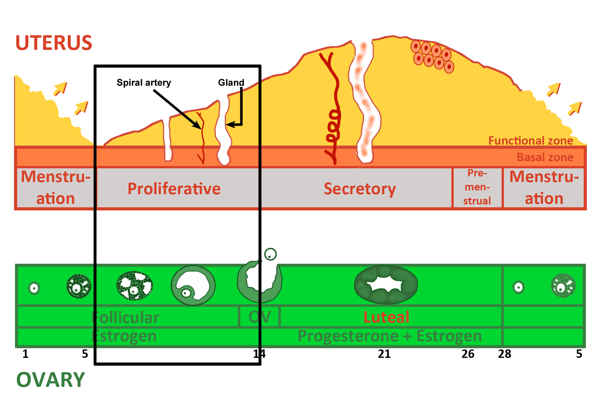 Graphic: proliferative phase > <p>Uterus: Proliferative phase (days 6-14) — During this phase the functional zone is proliferating, regenerating itself from the basal zone.  Therefore, the functional zone is relatively thin.  Glands are growing and appear straight and non-secretory.  Spiral arteries are not coiled and, therefore, are difficult to identify.  Note the stage of the ovarian cycle at this time.</p>
