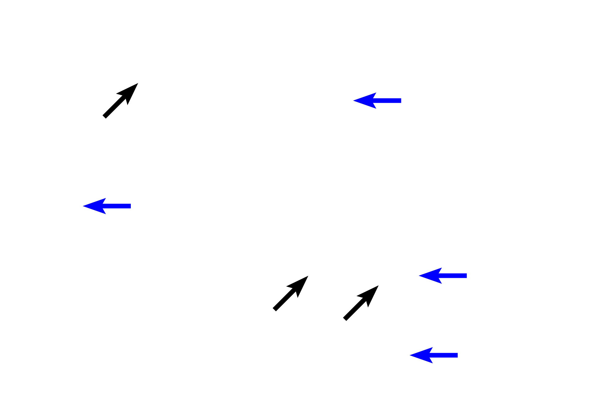 Extracellular matrix > <p>The extracellular matrix is composed of fibers (black arrows), and a gelatinous ground substance (blue arrows) rich in proteoglycans and tissue fluid.  Both the ground substance and fibers are synthesized by fibroblasts.</p>
