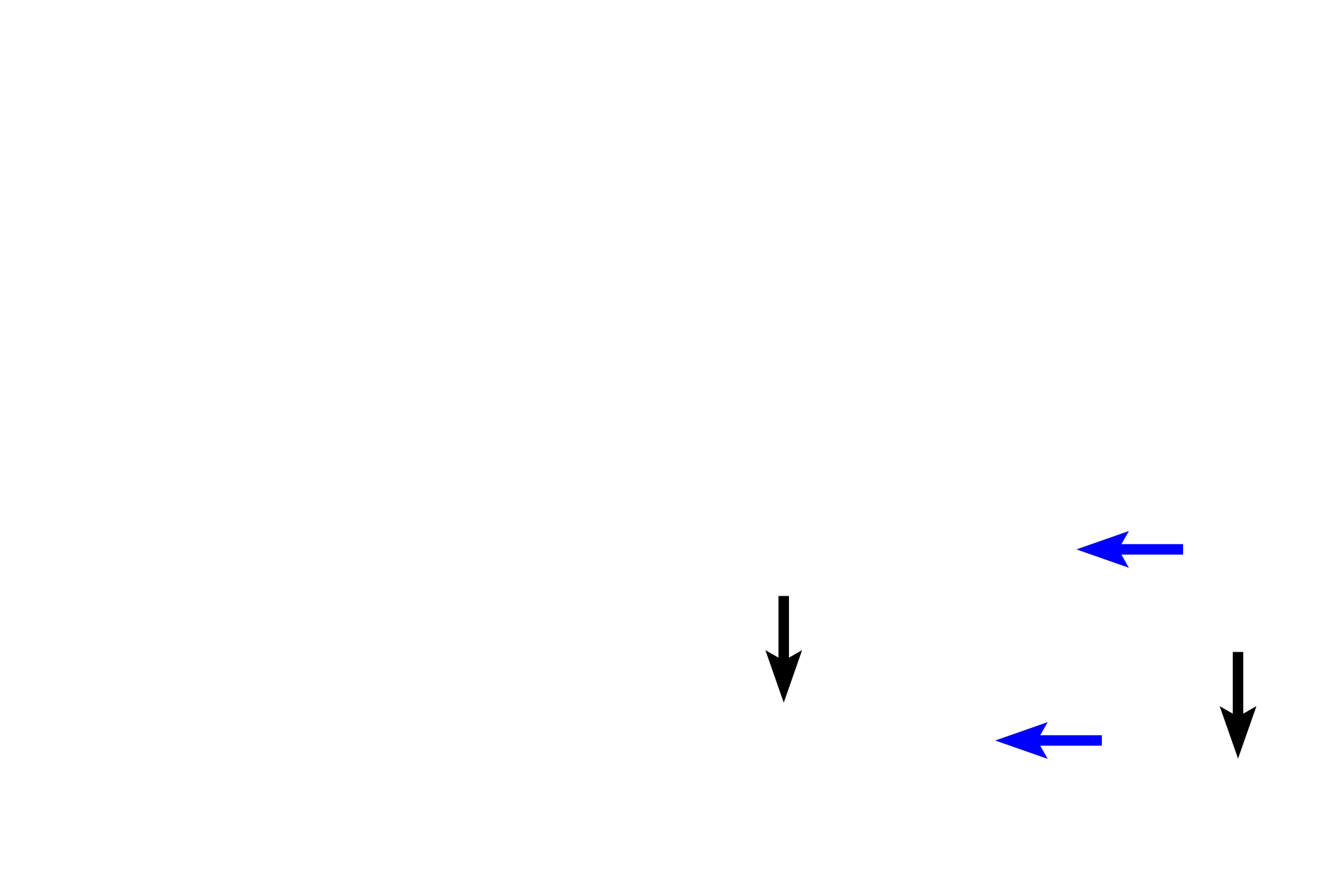 overview-of-connective-tissues-digital-histology