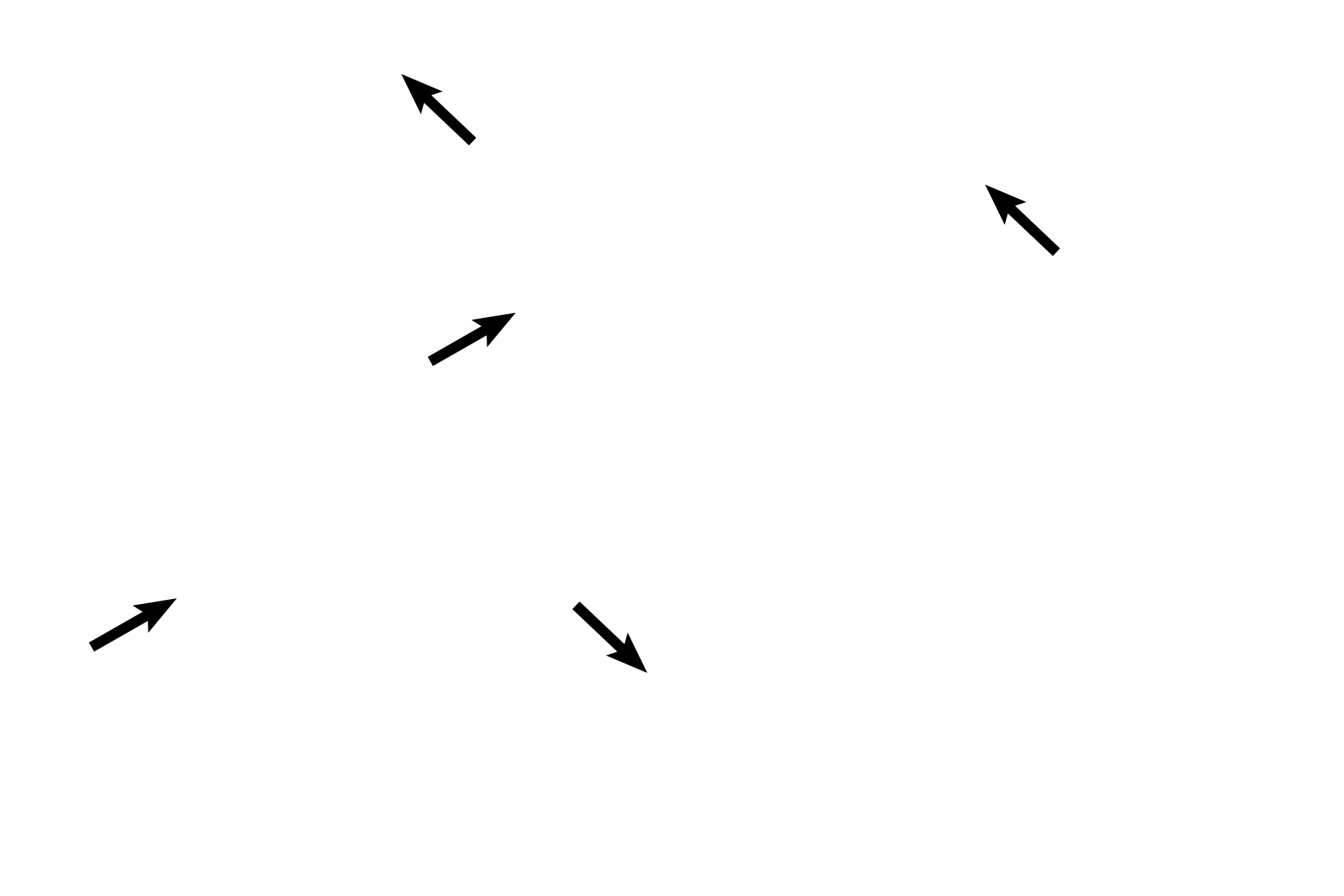 Pulmonary blood vessels > <p>Pulmonary arteries lie adjacent to and travel with the respiratory passageways to eventually supply alveolar capillaries. Pulmonary veins travel in the pleura or in intersegmental connective tissue independently of arteries. As veins near the root of the lung, they join the bronchi and pulmonary arteries.</p>
