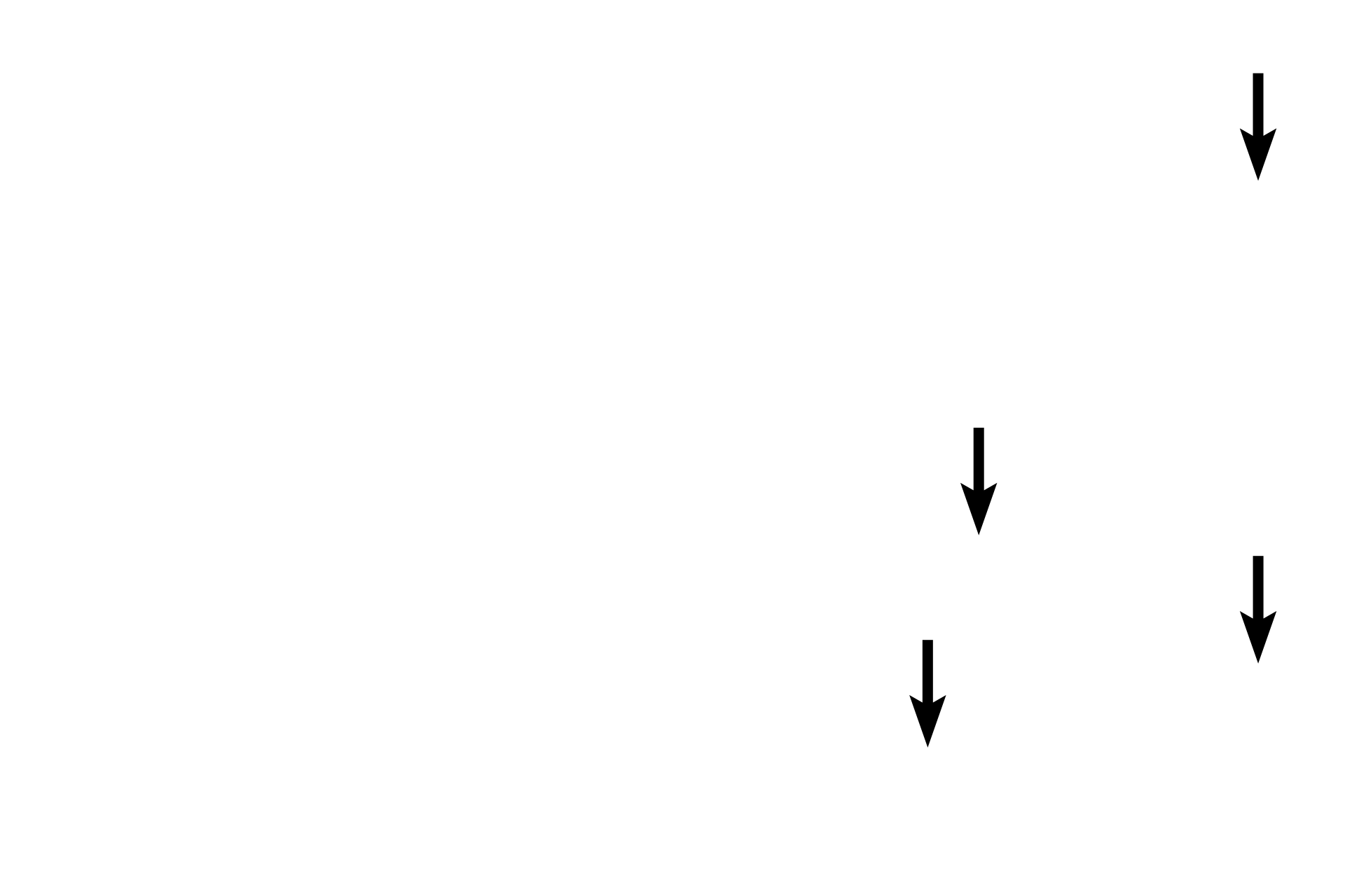 Adipocytes > <p>Adipocytes are found individually or in small clusters in loose connective tissue. Adipocytes contain a single large lipid droplet that compresses the nucleus and cytoplasm to the periphery. The lipid is extracted during tissue processing and, therefore, the cells appear empty.</p>
