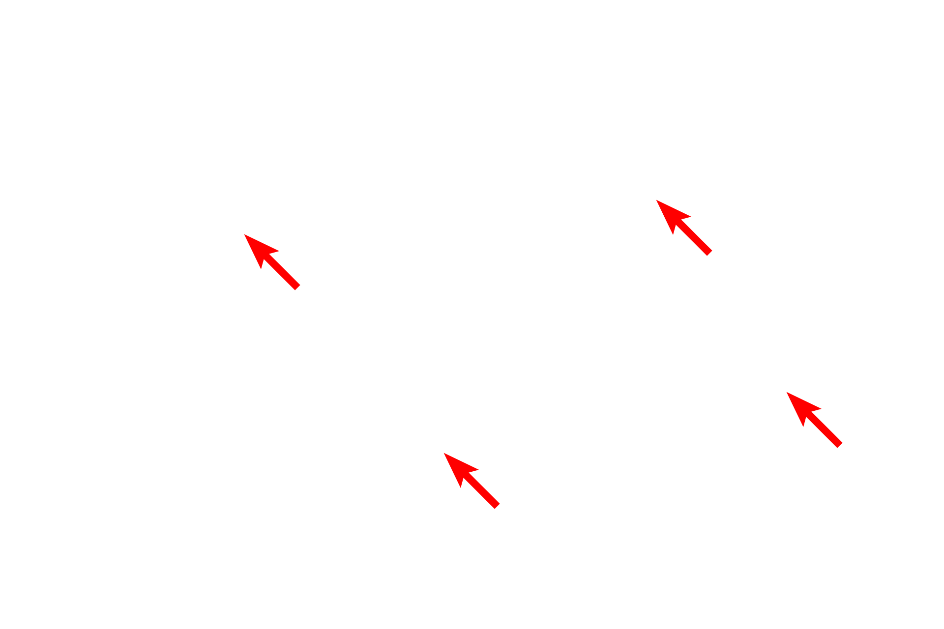 Reticular fibers > <p>Reticular fibers are composed of Type III collagen and are a component of most connective tissues.  However, in hemopoietic tissues and lymphoid structures and organs, they constitute the majority of the stroma and are produced by reticular cells. In other tissues, reticular fibers can also be produced by fibroblasts, Schwann cells and smooth muscle cells.</p>
