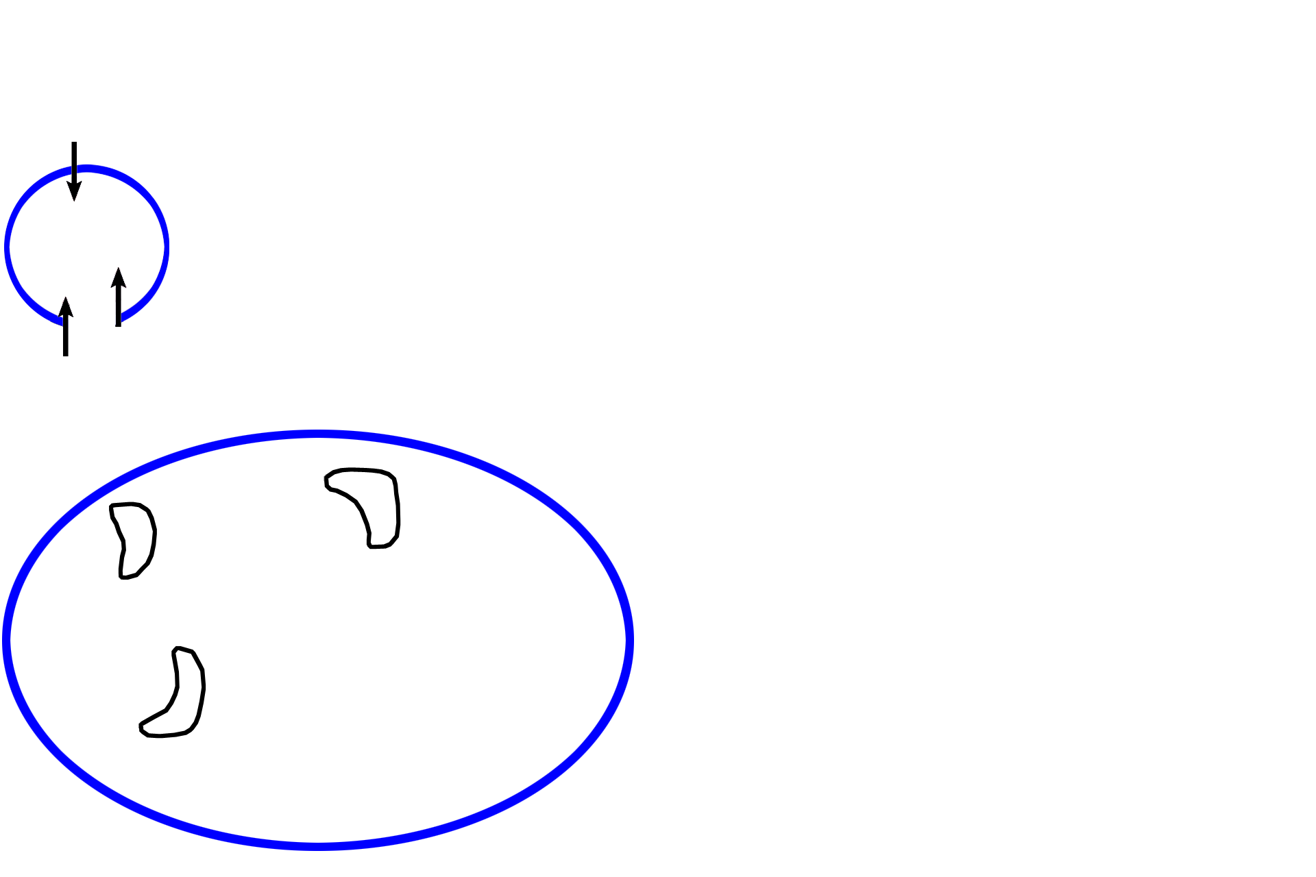 Cochlea > <p>The cochlea (blue outlines), a portion of the osseous labyrinth, is attached to the vestibular portion of the inner ear. The cochlear duct (black arrows and outlines), a portion of the membranous labyrinth, divides the cochlea into thirds and houses the organ of Corti, the receptor for hearing.</p>
