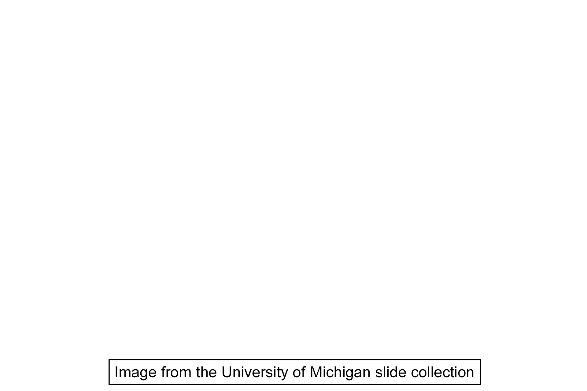 Image credit <p>This image was taken from The University of Michigan collection.</p>
