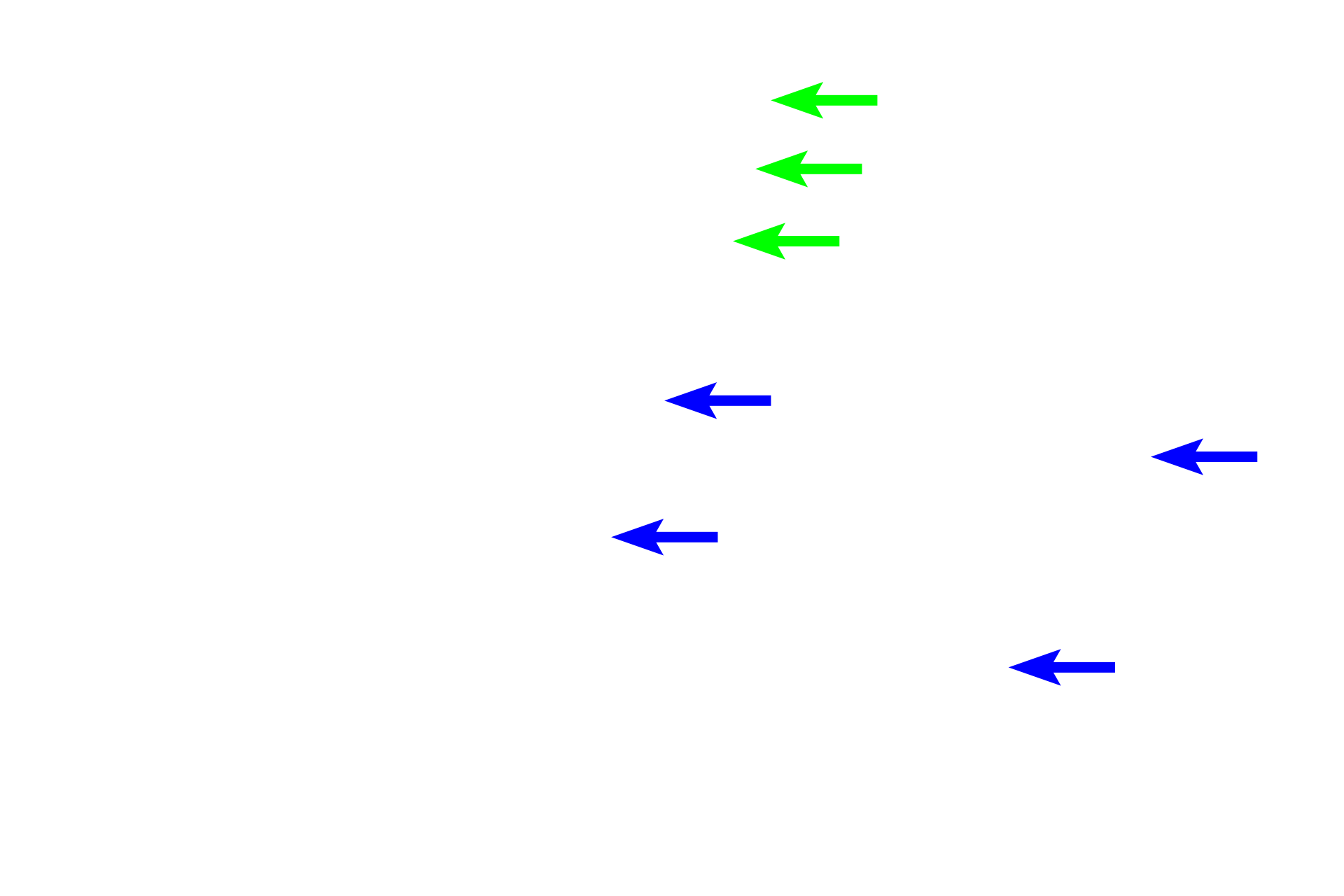 Bowman's glands > <p>Serous glands of Bowman (blue arrows) fill the connective tissue lamina propria beneath the epithelium. These glands open onto the surface and keep the surface cleansed to receive new odors. One of their ducts (green arrows) is visible traversing the epithelium.  </p>
