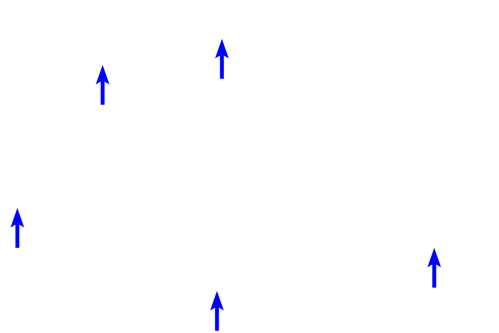 Alveoli > <p>Alveoli are visible surrounding the secondary bronchus indicating that this passageway is intrapulmonary.  However, their lumens are not continuous with those of the secondary bronchus and thus this passageway is not capable of gas exchange. </p>
