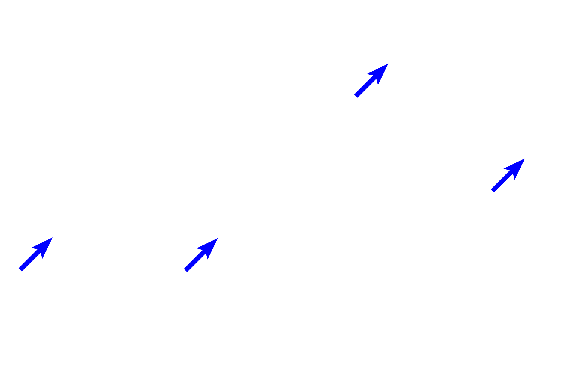 Bronchial vessels > <p>Numerous, small bronchial vessels (filled with red blood cells) are present in the wall of the passageway.  These vessels provide nutritive support, but are not involved with gas exchange.</p>
