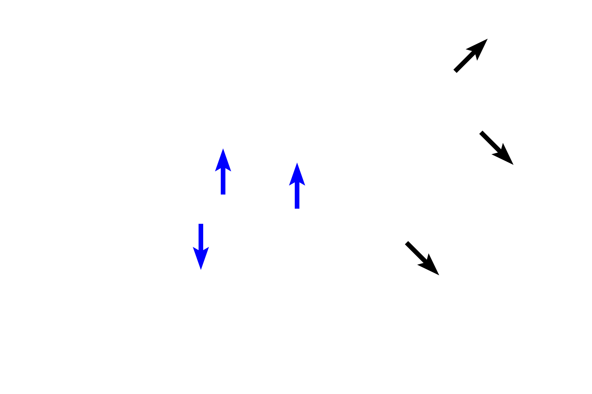 Alveoli > <p>Alveoli form an integral part of the respiratory bronchiole (black arrows) and alveolar duct (blue arrows).  </p>
