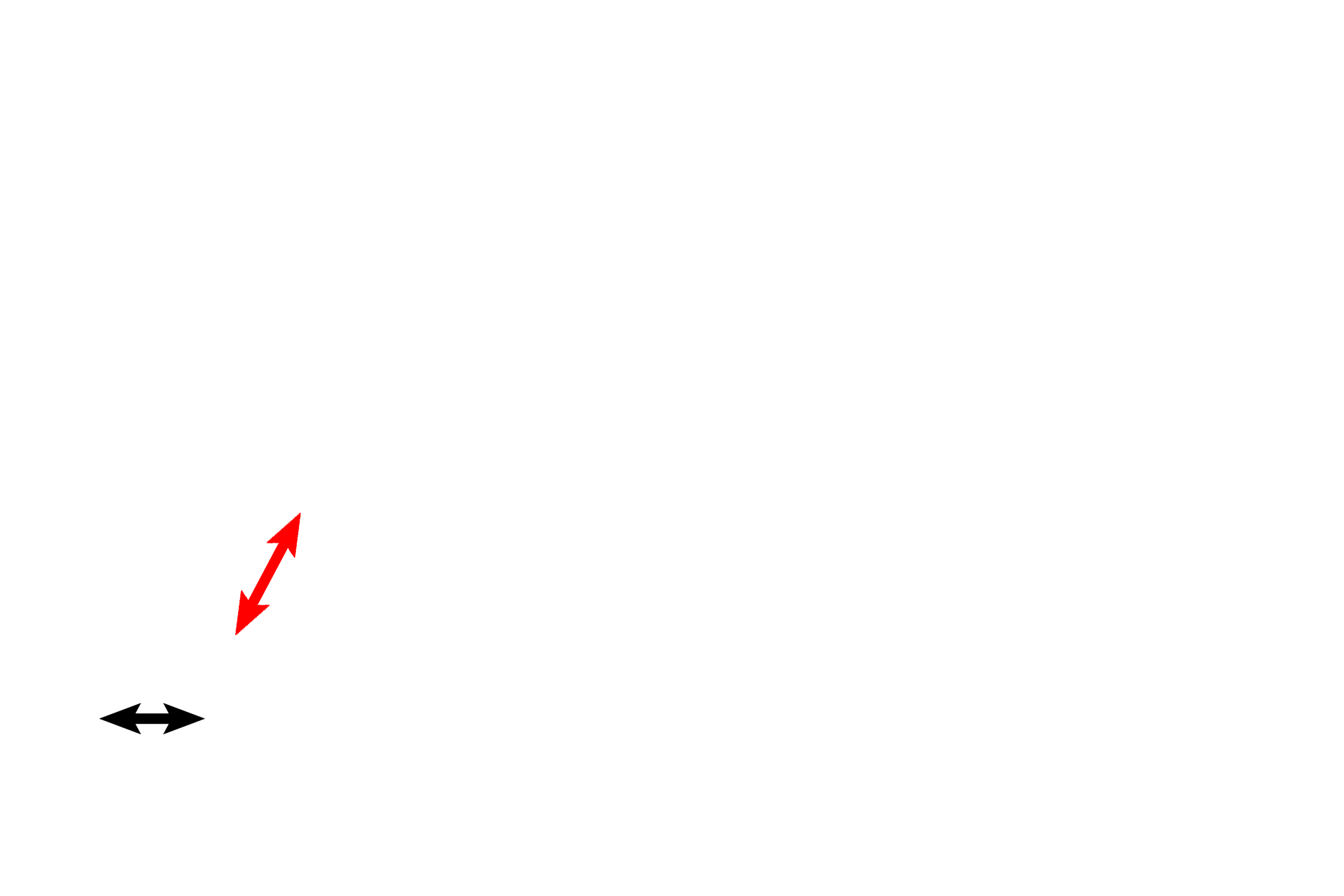 Primordial follicles > <p>Primordial follicles are the smallest follicles, with their follicular cells forming a simple squamous layer. One follicle (red arrow) is in transition, lined with simple squamous follicular cells to the right of the arrow (primordial follicle) and by simple cuboidal follicular cells (primary unilaminar follicle) to the left of the arrow.  A primary oocyte is housed within each follicle.</p>
