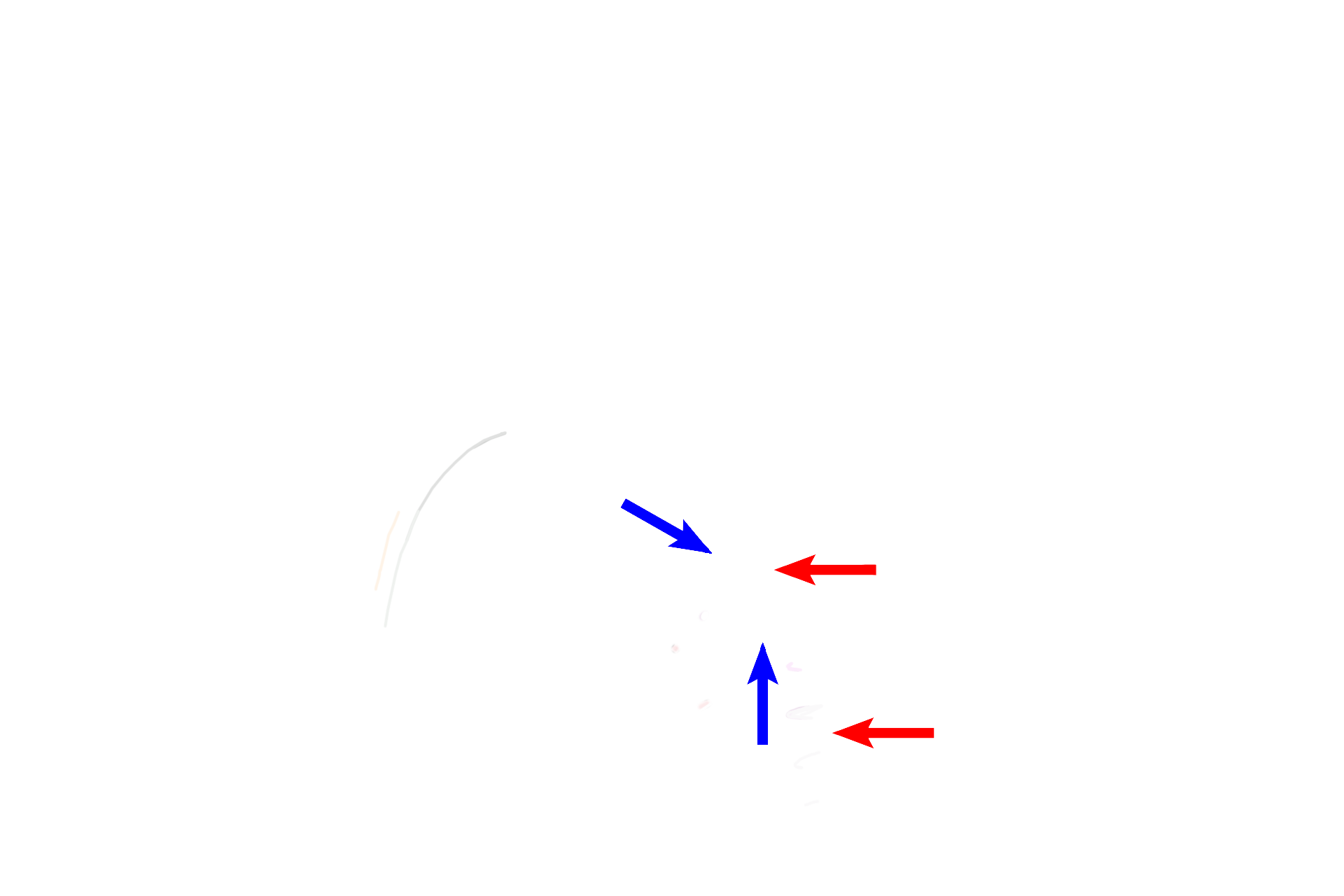  - Epididymal ducts > <p>An epididymis lies posterior to each testis.  Ducts in the epididymis consist of 15-20 efferent ducts (blue arrows) that are coiled into cone shapes in the head of the epididymis.  Efferent ducts anastomose to form the duct of the epididymis (red arrows), a single, highly coiled tube that fills the remainder of the head and the entirety of the body and tail of the epididymis.</p>
