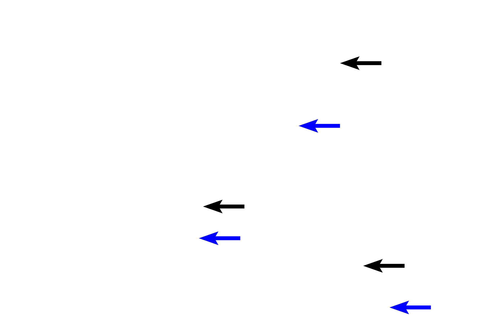  - Lumen > <p>The mucosa of the gland forms innumerable, interconnecting arches subdividing the lumen. Therefore, the lumen of the gland is seen not only as a central space (black arrows) but also as a lacey maze of chambers (blue arrows) between the arches and surrounding the central lumen. </p>
