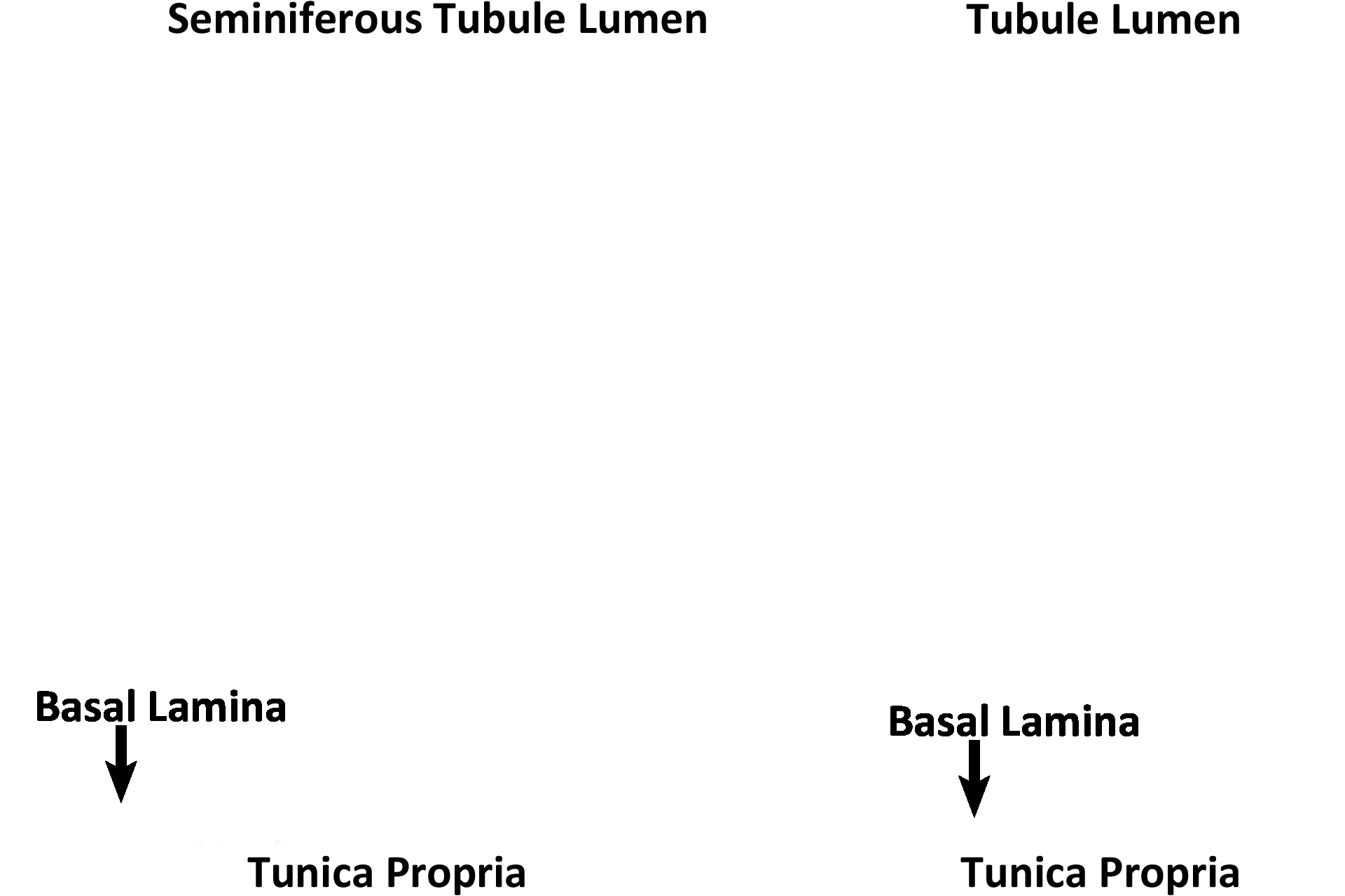 Orientation <p>The exocrine function of the testis is performed by the epithelium lining the convoluted portions of seminiferous tubules. Each convoluted tubule is lined by a stratified epithelium composed of two cell types. Germ cells divide and cytodifferentiate to form haploid spermatozoa. Sertoli cells nourish and protect germ cells during their formation before releasing them into the lumen of the tubule. 1000x</p>
