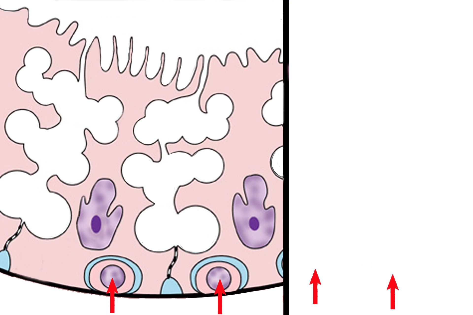  - Spermatogonia > <p>Spermatogonia are diploid, somatic cells that divide by mitosis to perpetuate themselves or to begin the process of spermatogenesis.  Spermatogonia lie on the basal lamina in the basal compartment formed by the blood-testis barrier. The diameter of spermatogonia nuclei will serve as a measure for identifying the other germ cells</p>
