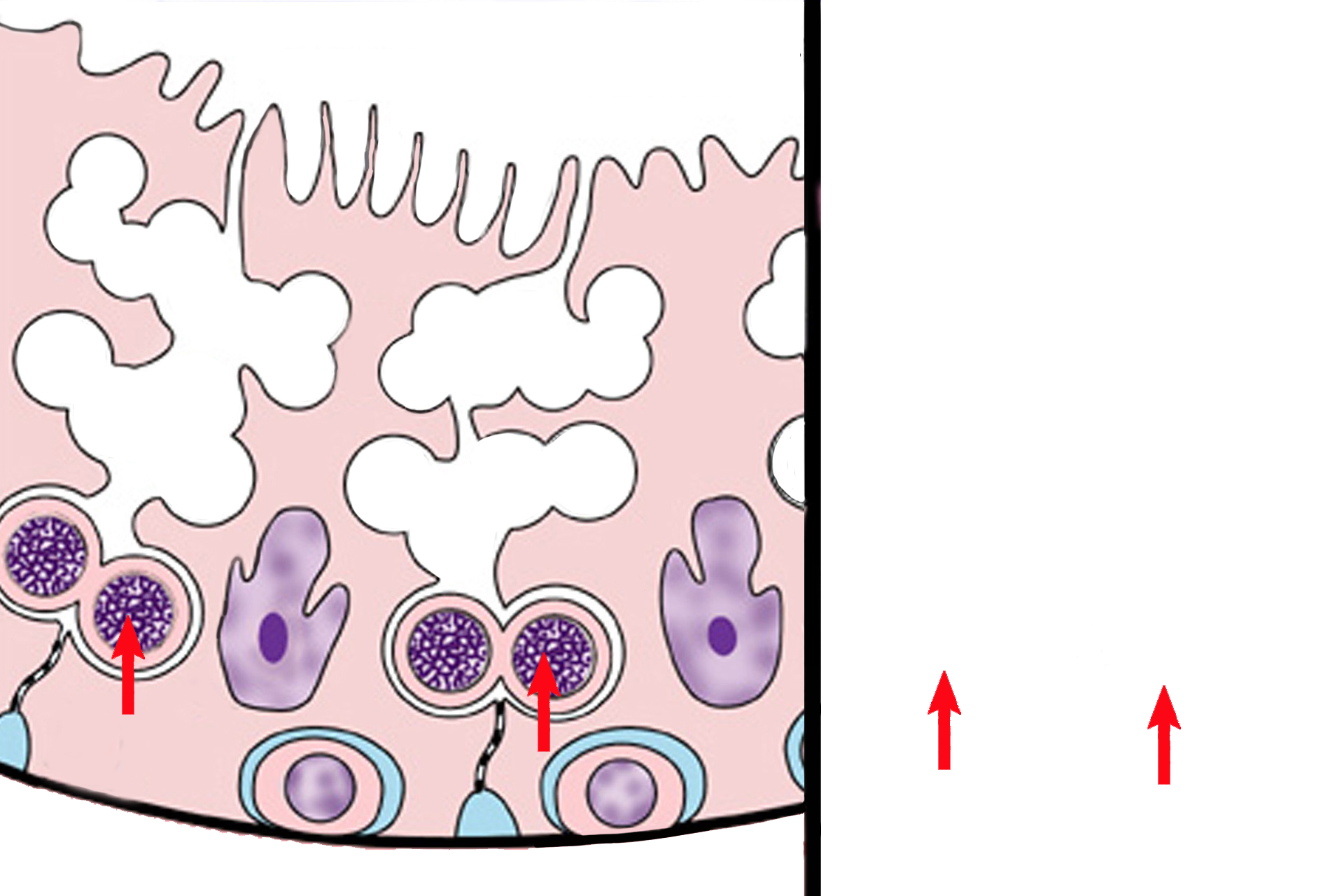  - Primary spermatocytes > <p>Primary spermatocytes are diploid cells formed by mitosis of spermatogonia. Primary spermatocytes form in the basal compartment but soon move through the blood-testis barrier into the adluminal compartment.  Their nuclei are about 150% that of spermatogonia nuclei. Primary spermatocytes arrest in prophase of meiosis I, so many of these cells, with condensed chromosomes, are visible.</p>
