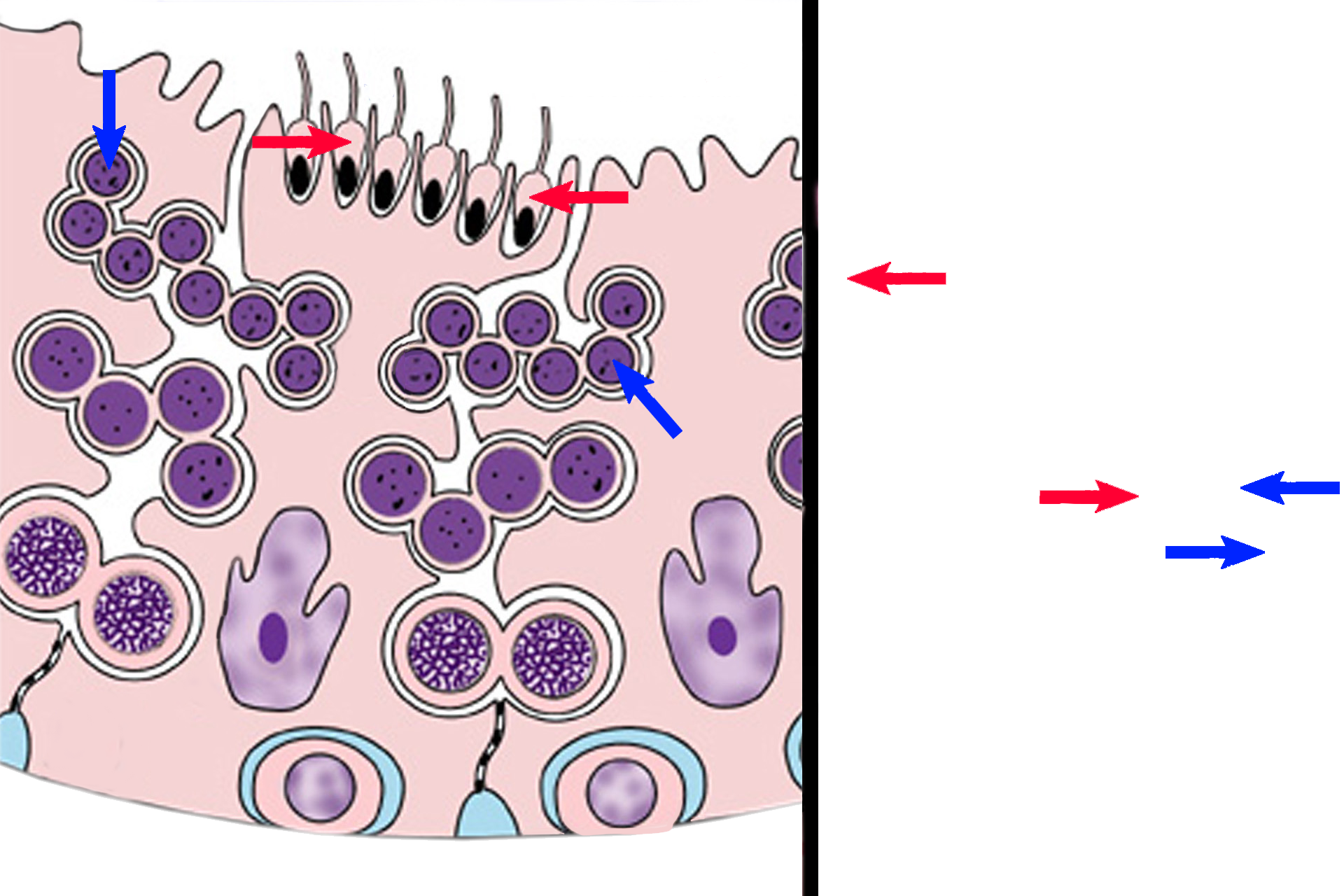  - Spermatids > <p>Spermatids, haploid cells formed by the 2nd meiotic division of secondary spermatocytes, lie adjacent to the lumen. Nuclei of the first spermatids formed are about 2/3 the size of spermatogonia nuclei. Spermatids do not divide but undergo cytodifferentiation. They transform from spherical cells (early spermatids, blue arrows), to the sleek, tadpole-shape of late spermatids (red arrows).</p>
