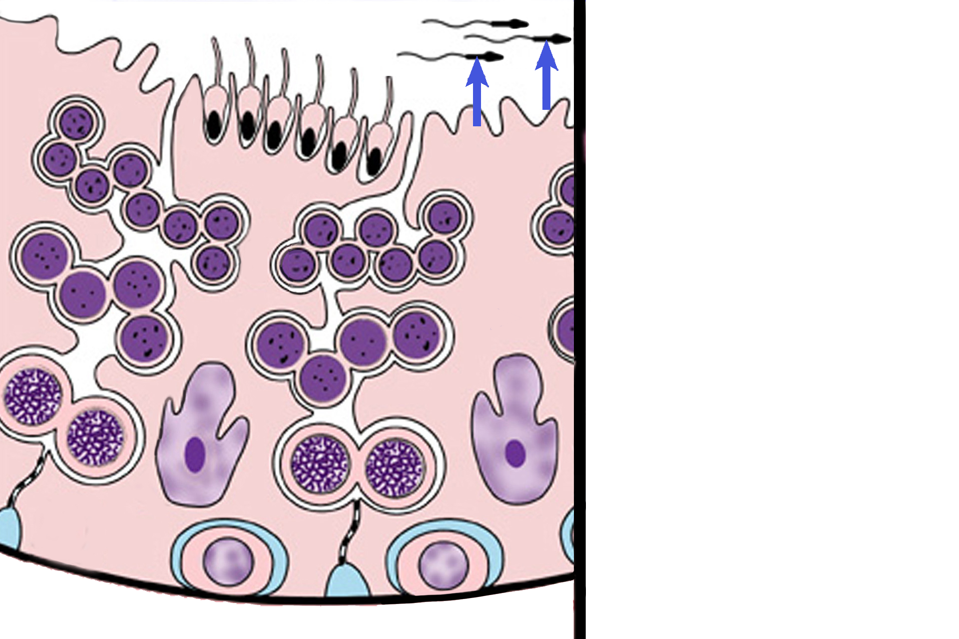  - Spermatozoa > <p>Spermatozoa are haploid cells formed by the cytodifferentiation of spermatids. Spermatozoa are released from the seminiferous epithelium (germinal epithelium) by the Sertoli cells and lie free in the lumen of the convoluted portions of the seminiferous tubules.</p>
