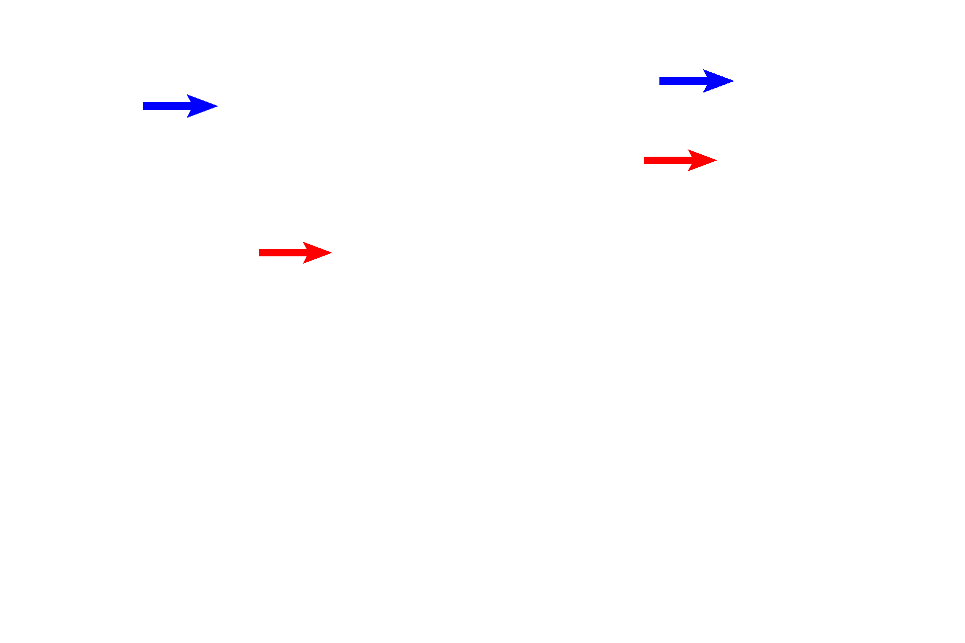 Spermiogenesis > <p>No cell division occurs during spermiogenesis.  Rather, spermatids undergo cytodifferentiation where spherical spermatids (red arrows) are transformed into tadpole-shaped spermatids (blue arrows):  nuclei elongate and become eccentrically located; a flagellum and an acrosome are formed; united cells are separated; and excess cytoplasm is shed.</p>
