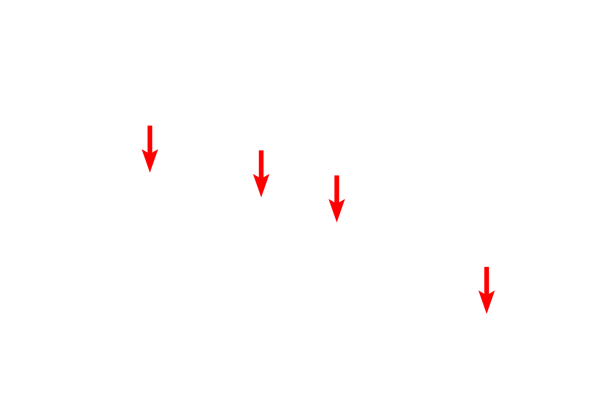 Nuclear pores <p>The nuclear envelope contains openings called nuclear pores, which consist of a complex of proteins encircling an opening.  Nuclear pores regulate the bi-directional transit of materials between the cytoplasm and nucleus.  In this image, six pores are visible and are marked by sites where the perinuclear space is obscured and the heterochromatin is interrupted.  38,000x</p>
