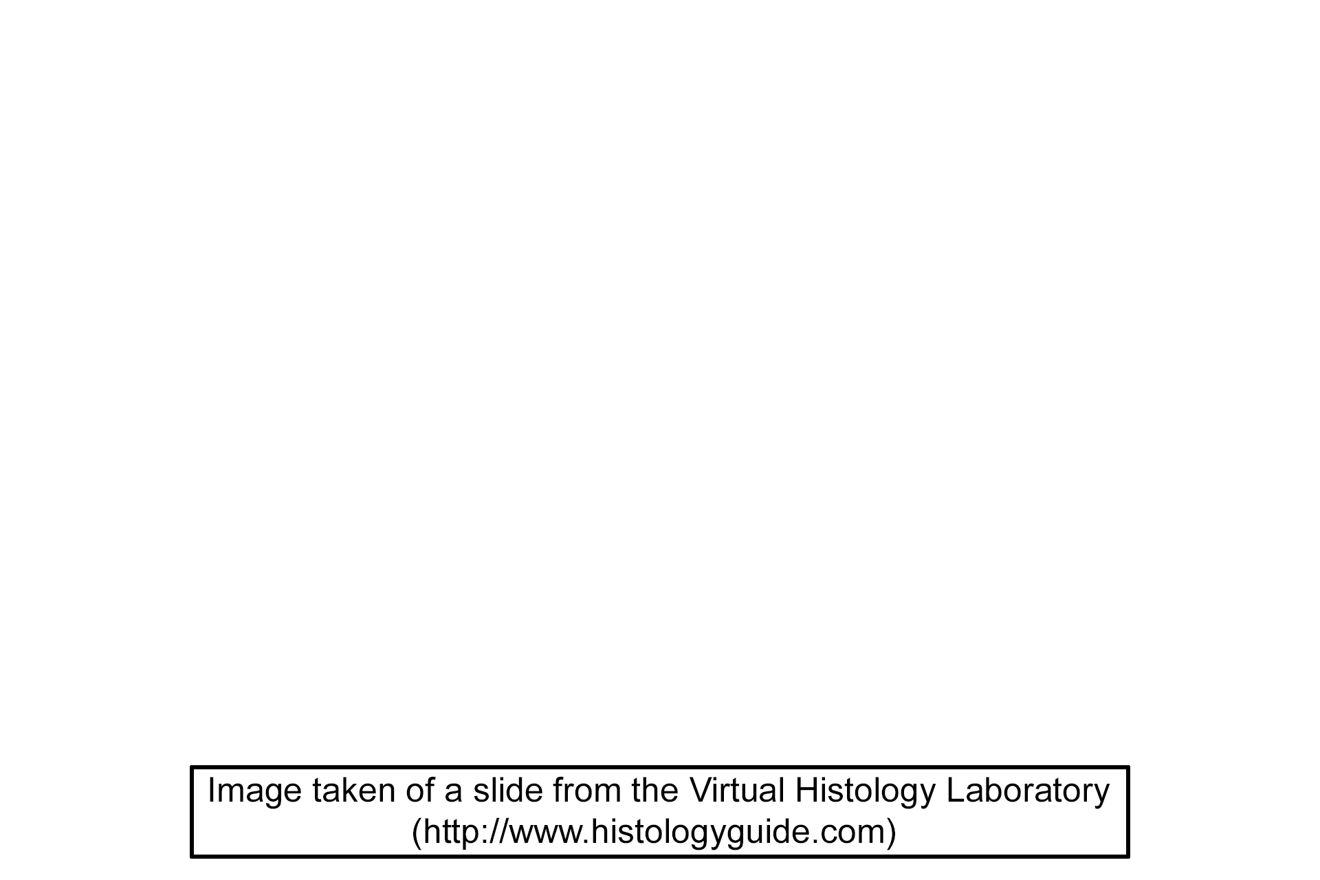 Image source > <p>This images was taken of a slide on the Virtual Microscopy Laboratory website (www.histologyguide.com).</p>
