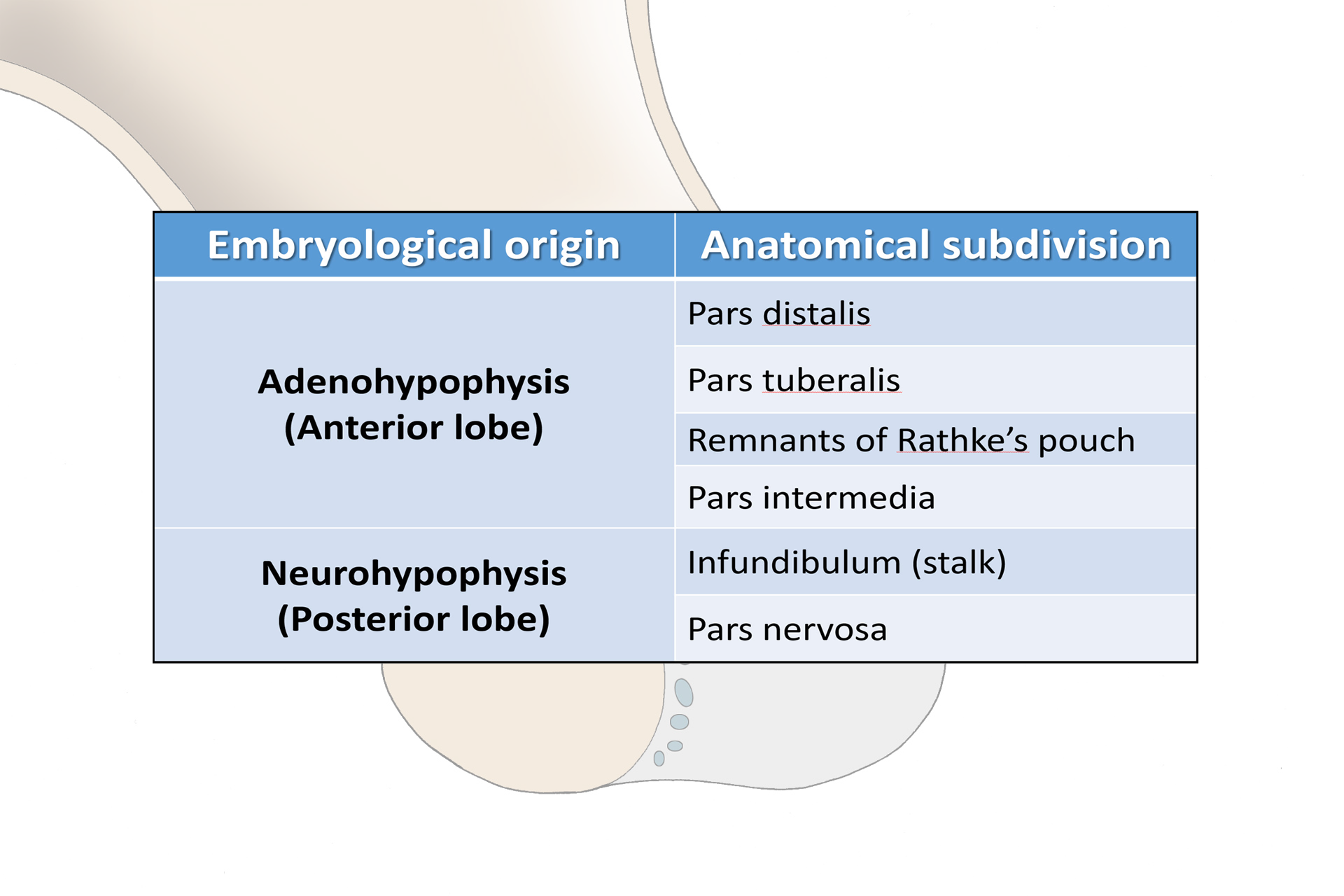 Subdivision summary > <p>Terminologies for the components of the pituitary gland are based on the embryological origins of the main subdivisions as well as the anatomical regions of each.  In clinical reference, the term anterior pituitary is often used synonymously with pars distalis and posterior pituitary is frequently used synonymously with pars nervosa.</p>
