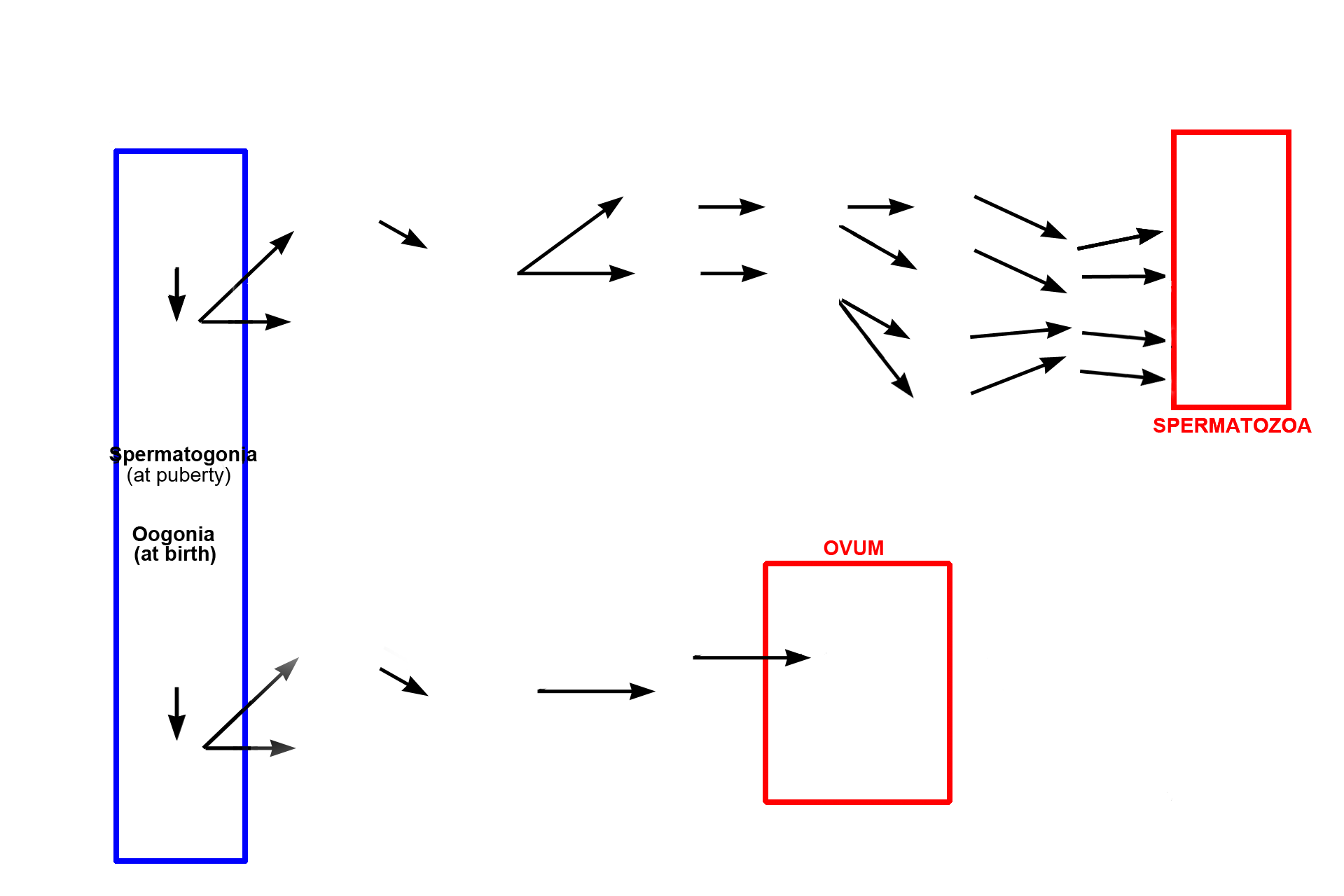 Comparison > <p>A side-by-side comparison of the stages of spermatogenesis and oogenesis shows somatic diploid cells (spermatogonia and oogonia, respectively, blue box) progressing through multiple phases of mitosis, meiosis, and cell maturation to generate haploid gametes (multiple spermatozoa and a single (usually) ovum, respectively, red boxes).</p>
