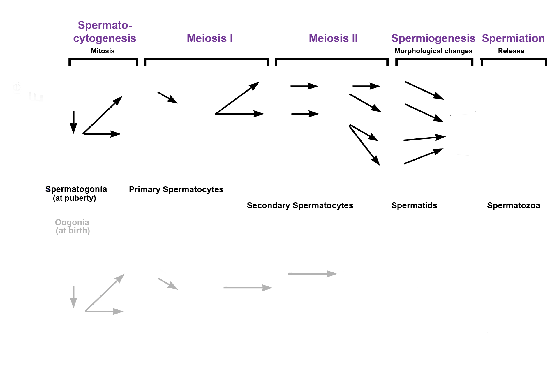 Spermatogenesis > <p>Spermatogenesis, sperm production, occurs in several phases, indicated in purple across the top. Phase 1: Spermatocytogenesis, when precursor cells (spermatogonia) divide by mitosis to form primary spermatocytes. Phase 2: Meiosis, a two-step process. In meiosis I, diploid, primary spermatocytes divide, forming haploid secondary spermatocytes. In meiosis II secondary spermatocytes divide to form spermatids without reducing chromosomal number. Phase 3: Spermiogenesis, when spermatids undergo morphological changes with no further cell division. Phase 4: Spermiation, when spermatozoa are released into the lumen of the seminiferous tubule.</p>
