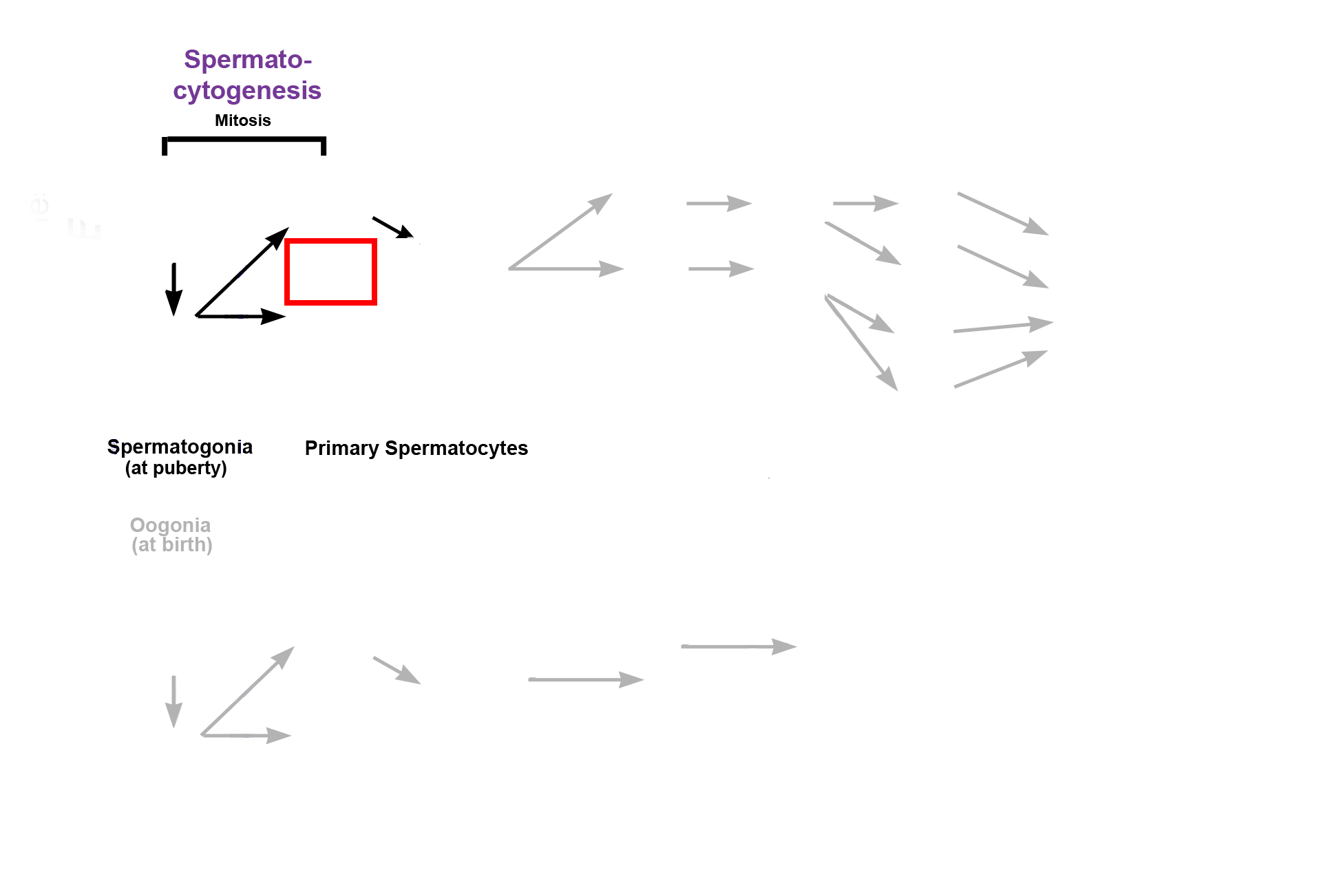  - Mitosis > <p>Beginning at puberty and continuing throughout a man’s lifetime, diploid precursor cells (spermatogonia) in the seminiferous tubules of the testis begin to divide by mitosis, producing primary spermatocytes, as well as renewing their own cell line . This reservoir of stem cells allows for spermatogenesis to occur throughout a man’s life. Note that the primary spermatocytes remain attached to each other (incomplete cytokinesis, red box).  This attachment remains through successive divisions until final release of spermatozoa (spermiation).</p>
