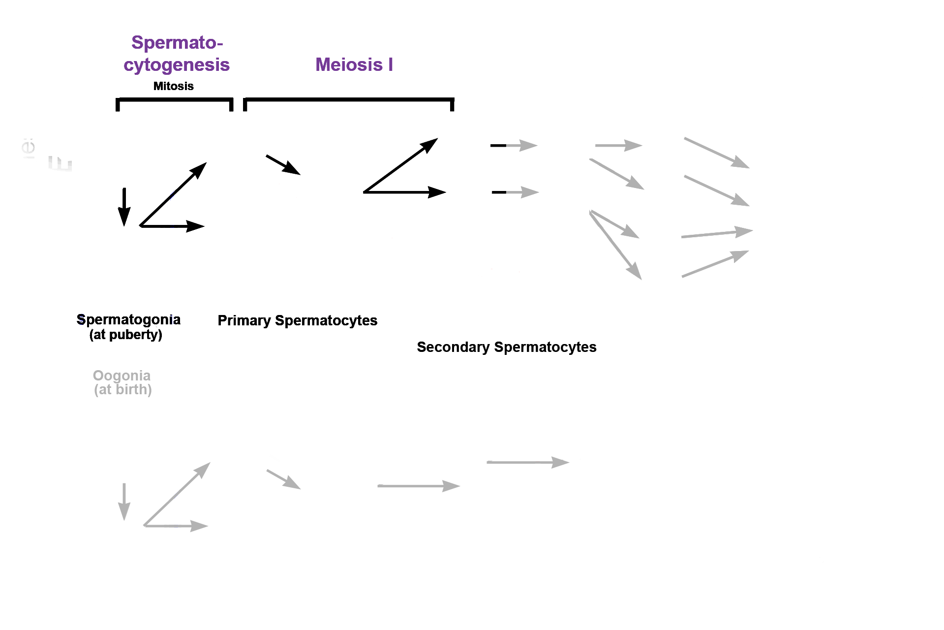  - Meiosis I > <p>The second phase of spermatogenesis is meiosis, which begins with meiosis I. During this phase, diploid primary spermatocytes  divide to form haploid secondary spermatocytes. Because this division results in a decrease in chromosome number, this phase is also called the reductional phase.</p>
