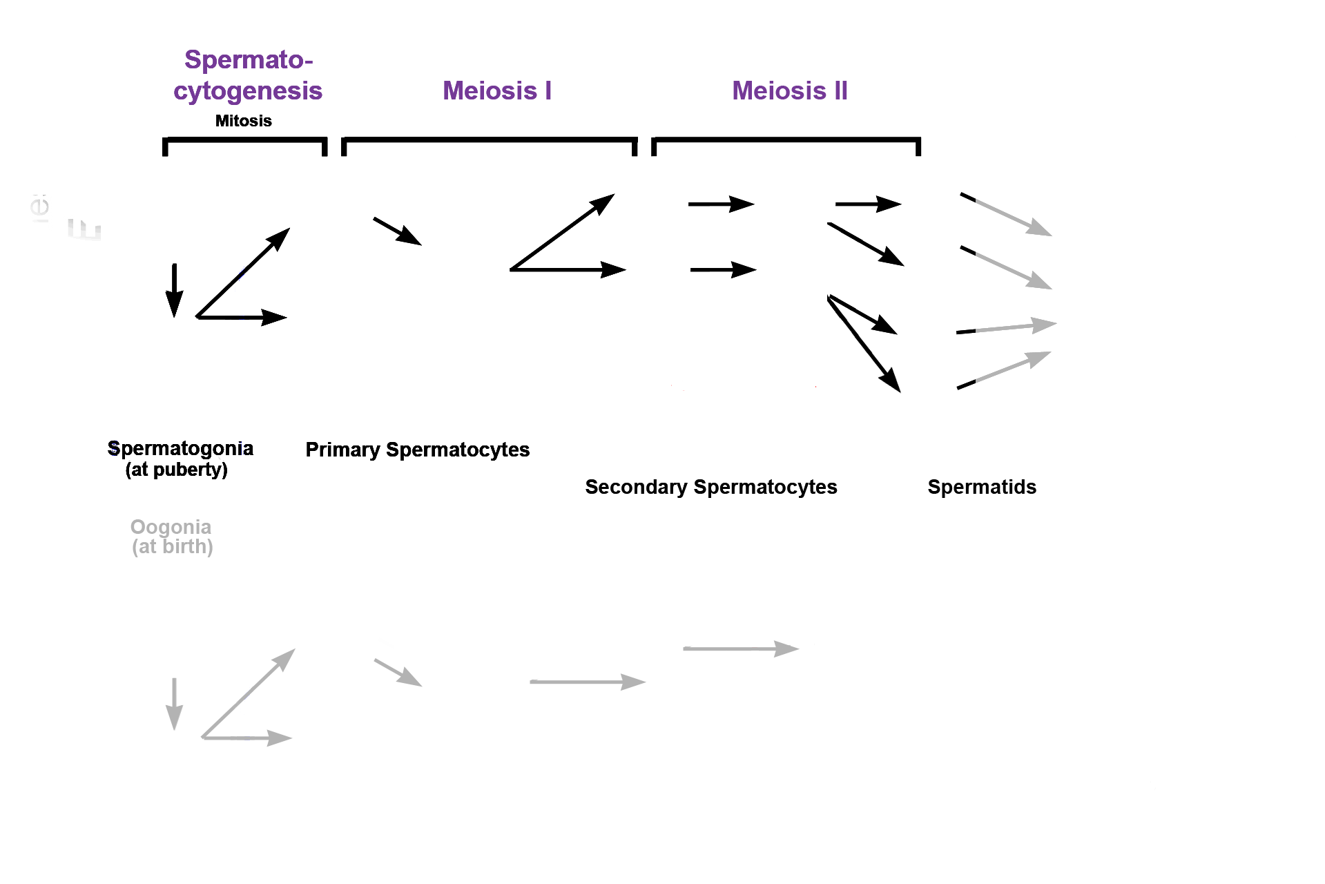  - Meiosis II > <p>The second phase of spermatogenesis is meiosis, which begins with meiosis I. During this phase, diploid primary spermatocytes  divide to form haploid secondary spermatocytes. Because this division results in a decrease in chromosome number, this phase is also called the reductional phase.</p>
