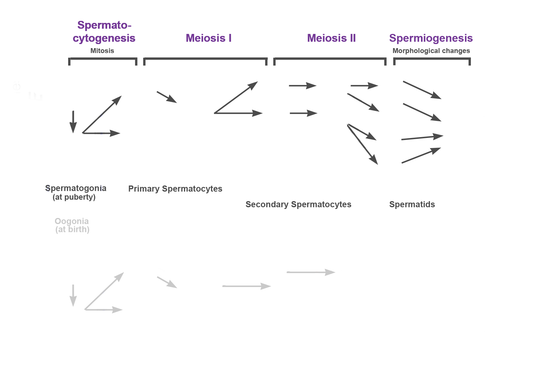  - Spermiogenesis > <p>The third stage of spermatogenesis is spermiogenesis, during which spherical spermatids undergo morphological changes with no further cell division. This transformation results in the formation of tadpole-shaped haploid spermatids, still attached to each other.</p>
