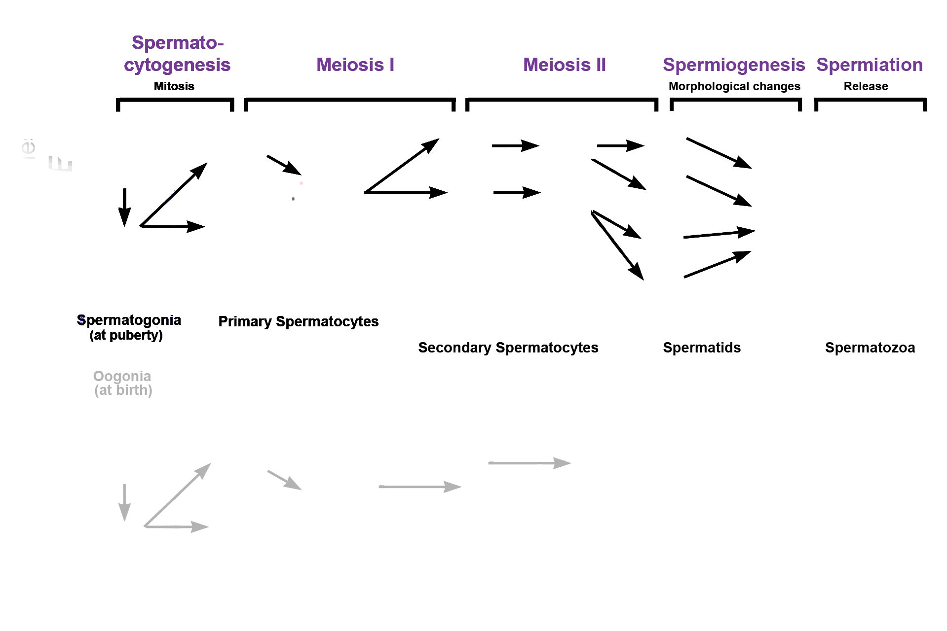  - Spermiation > <p>Spermiation is the final, maturation step in spermatogenesis. Spermatids break their attachments with each other and are released from Sertoli cells as haploid spermatozoa to lie free in the lumen of the seminiferous tubule. Prior to spermiation, primary spermatocytes and all their progeny have remained connected by cytoplasmic bridges,</p>
