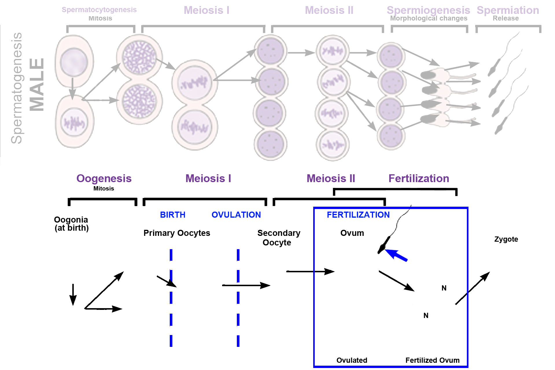 Oogenesis > <p>Oogenesis is the process of ovum production and, like spermatogenesis, occurs in several stages involving mitosis and meiosis. The timing of divisions and the number of gametes formed is different between male and female. Diploid, precursor cells, oogonia, are the only germ cells present in the ovary and before birth, they divide by mitosis, producing primary oocytes, which arrest in Meiosis I. Usually only one primary oocyte completes meiosis I each month – to be ovulated as a secondary oocyte. This cell arrests in Meiosis II and must be fertilized (blue arrow) before a mature ovum is formed.</p>
